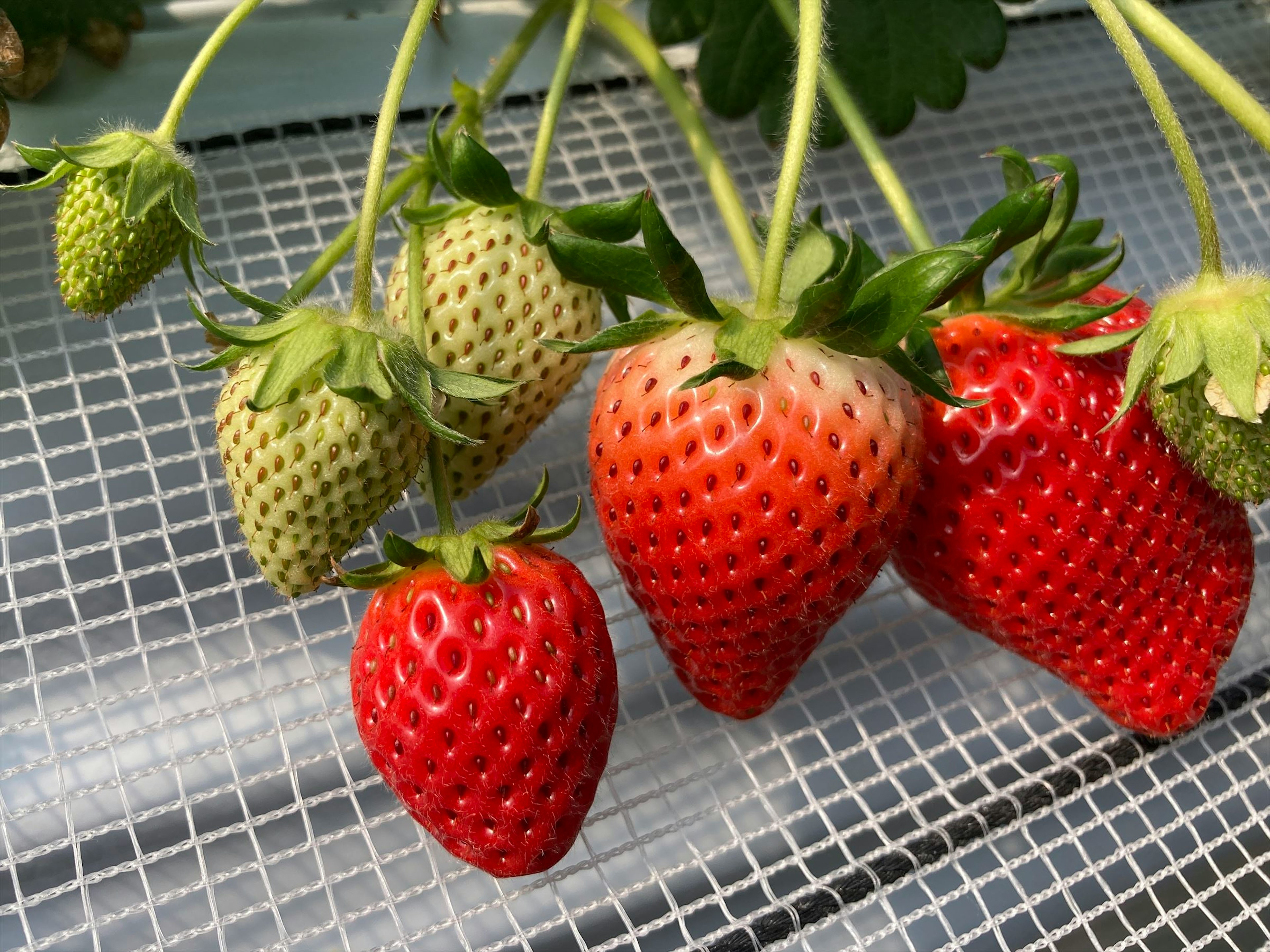 Fresche fragole verdi e rosse che crescono su una pianta