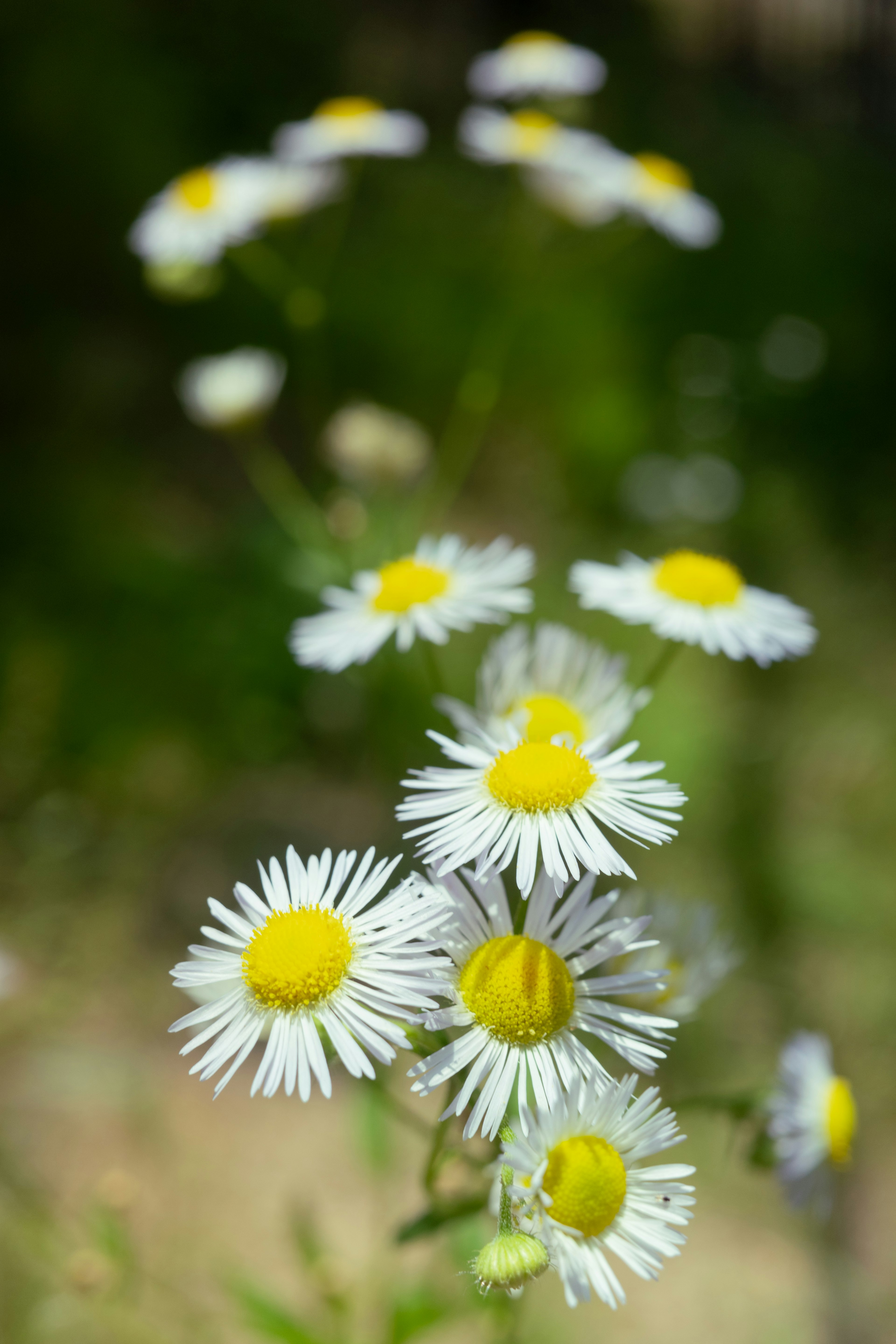 Gros plan de fleurs blanches avec des centres jaunes