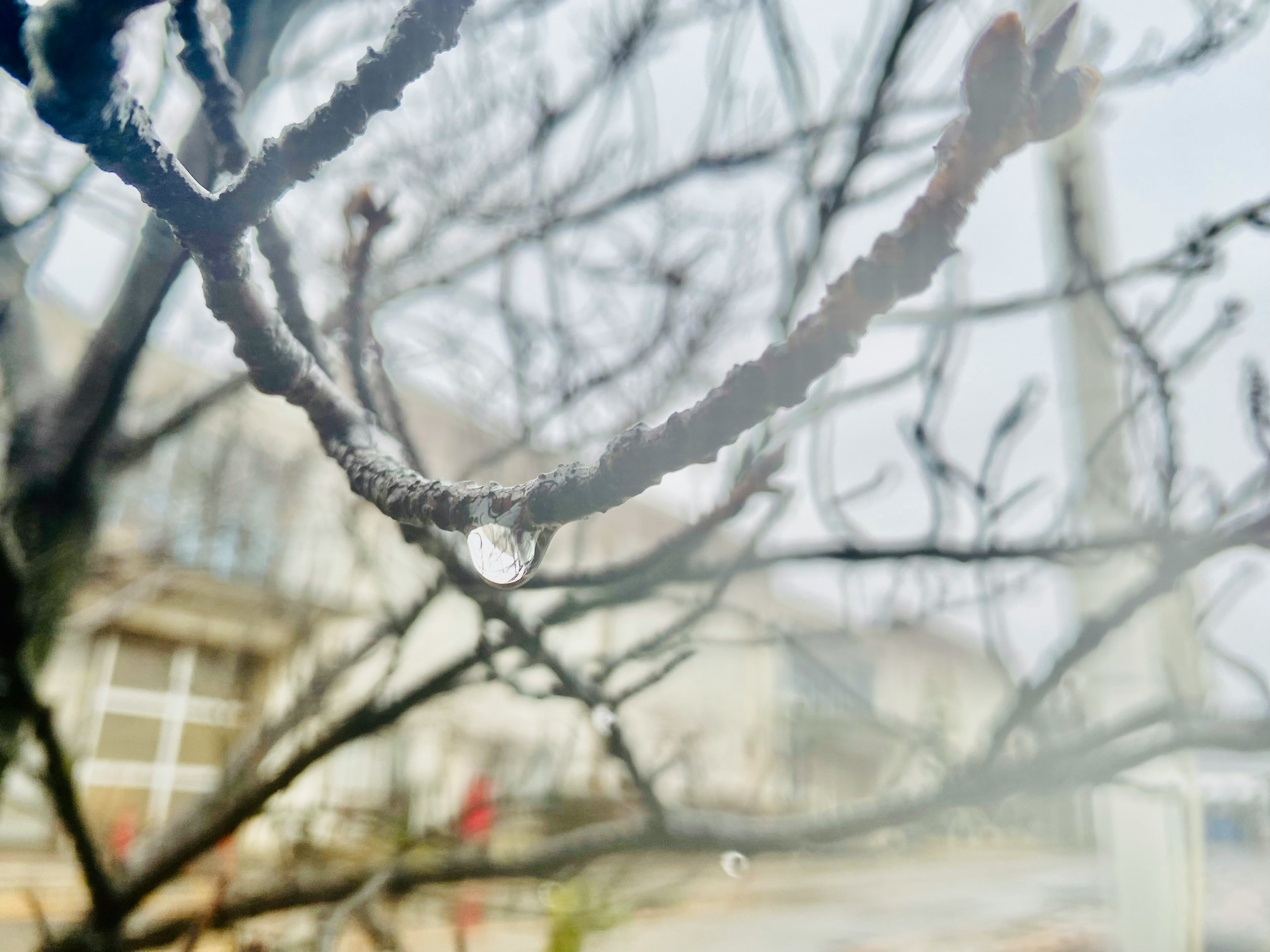 Nahaufnahme von nassen Ästen mit verschwommenen Gebäuden im Hintergrund, die eine Winterszene darstellen