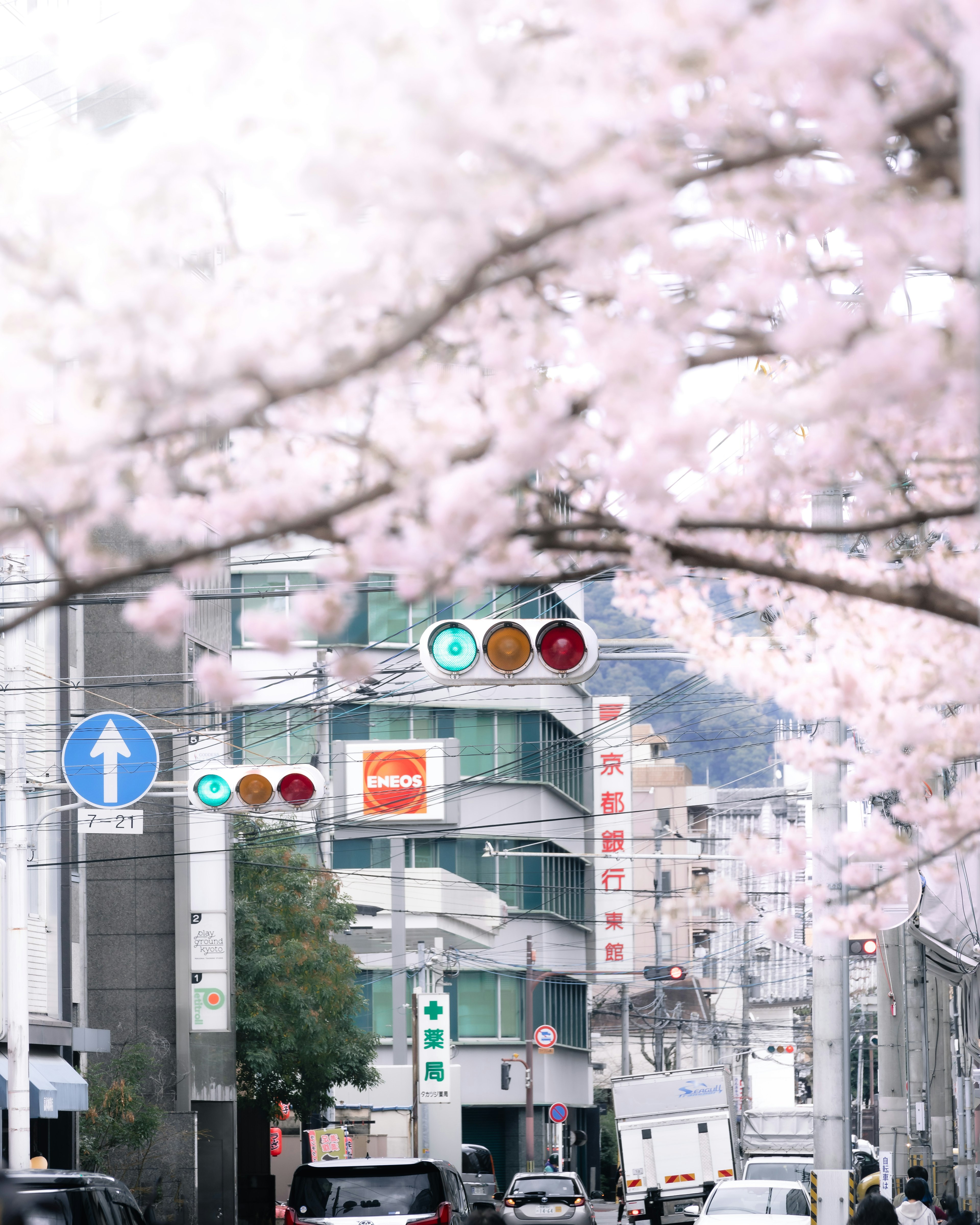 Pemandangan jalan dengan bunga sakura yang mekar lampu lalu lintas dan bangunan di latar belakang