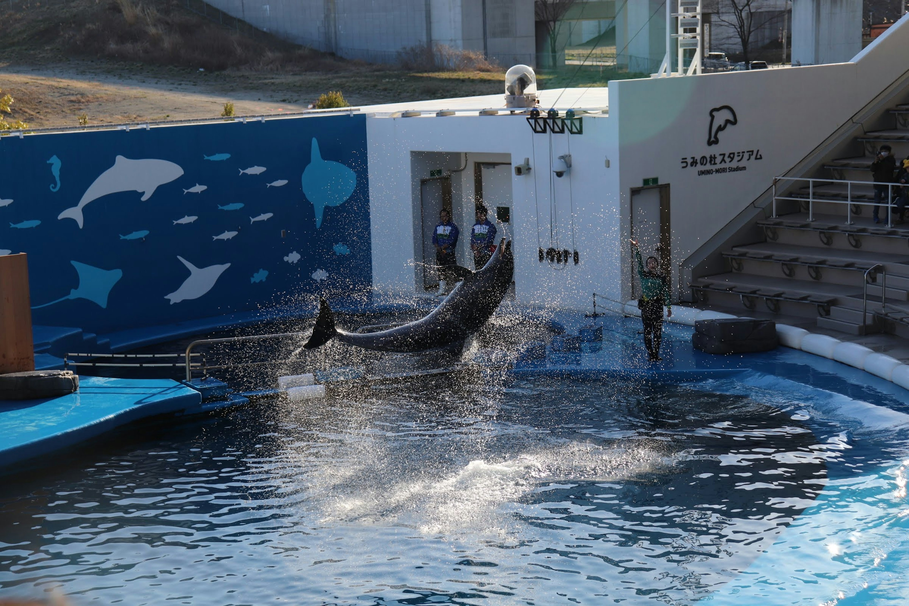 A dolphin jumping out of the water creating splashes