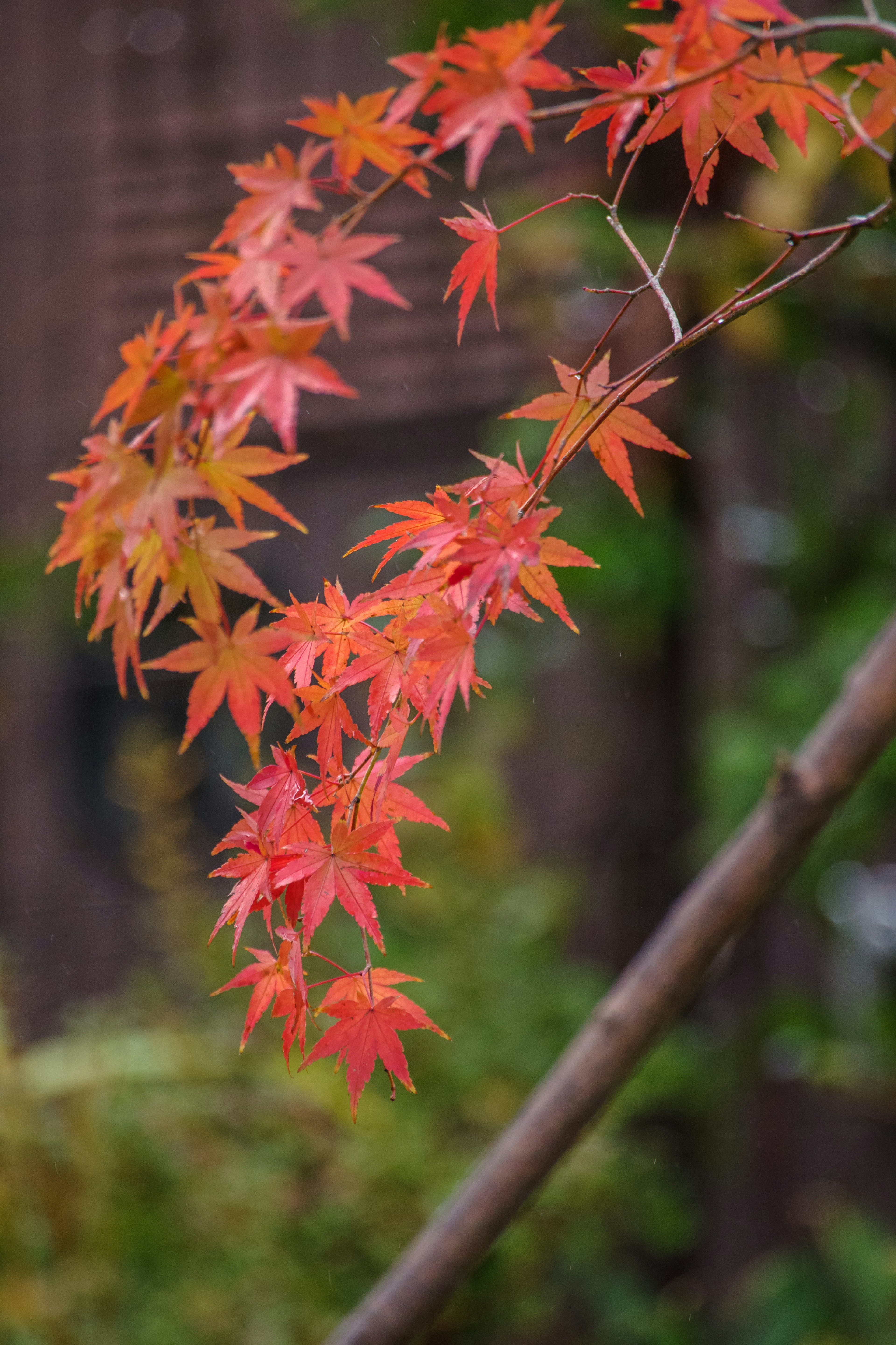 Feuilles d'érable aux teintes rouges et orange se balançant sur une branche