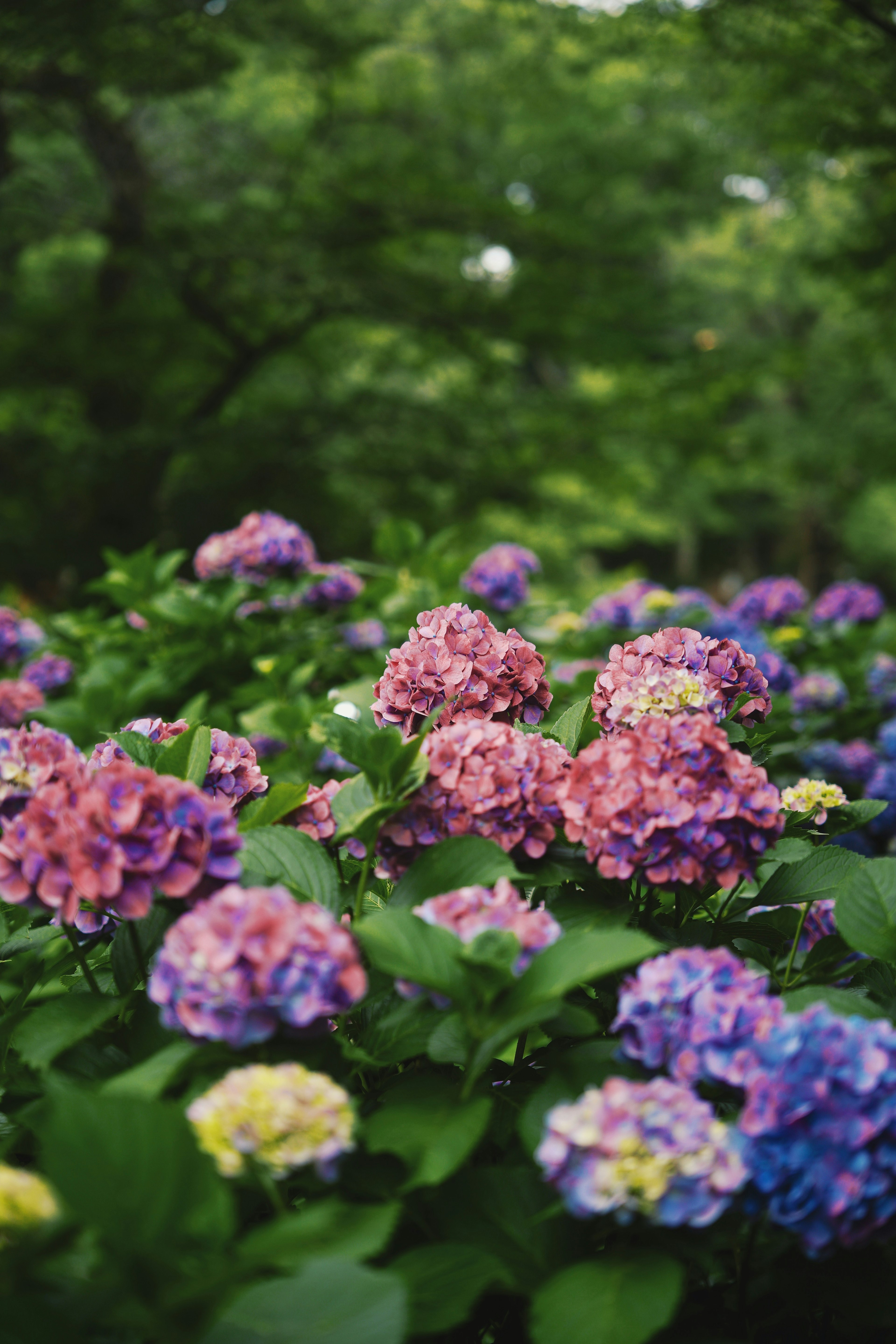 Bunte Hortensienblüten in voller Blüte