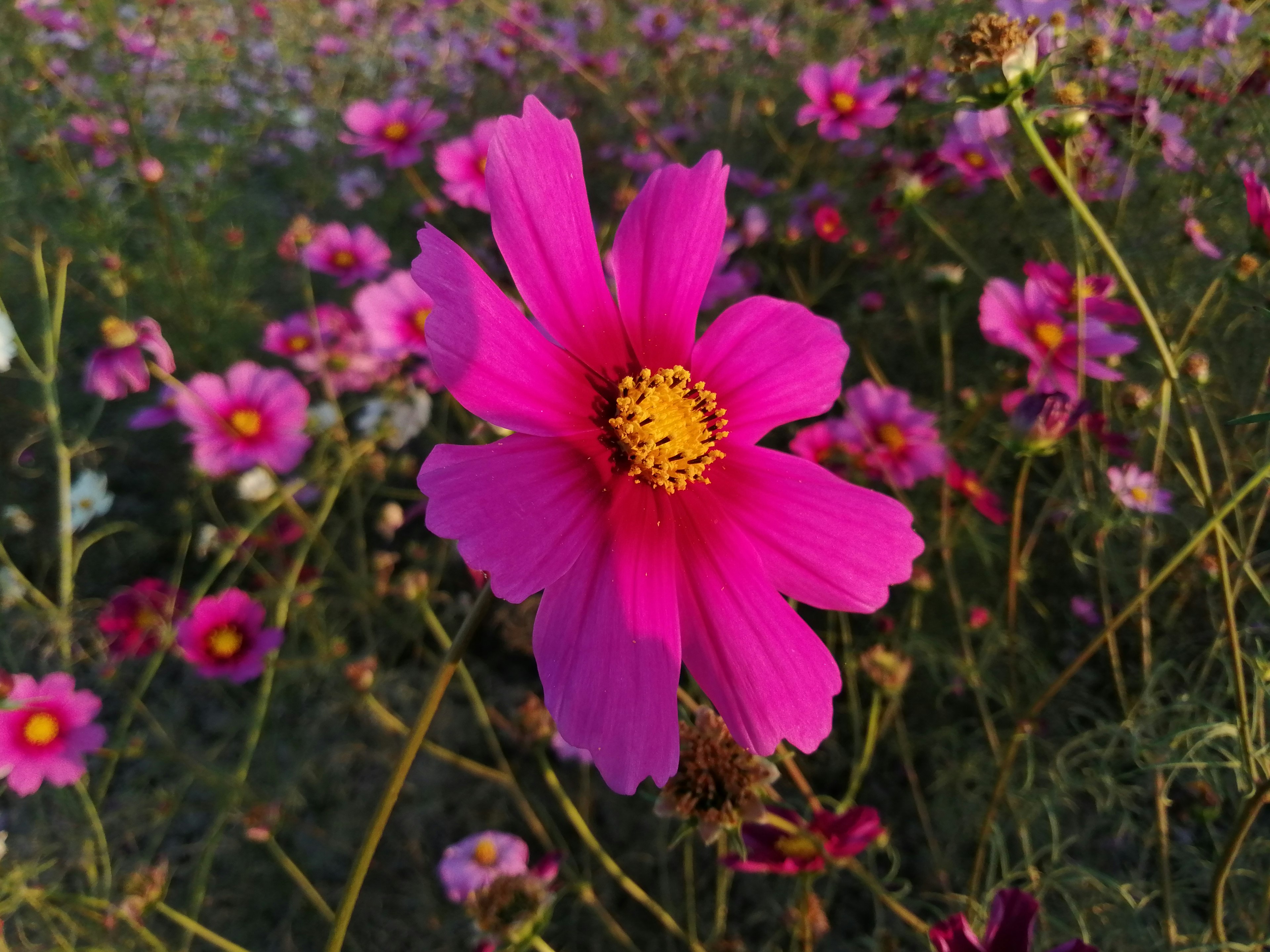 A vibrant pink cosmos flower in the center with a background of more pink flowers