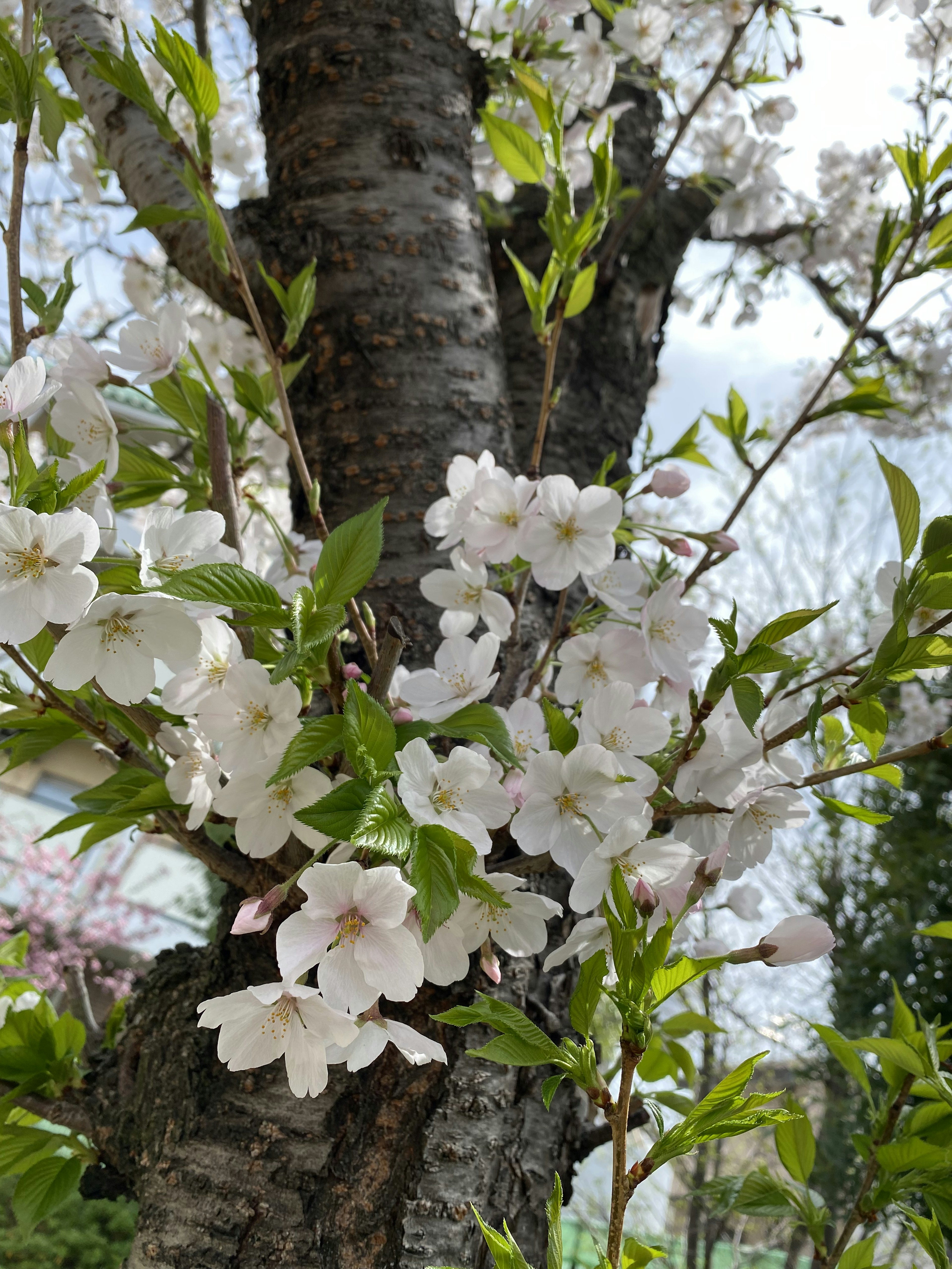 Vue rapprochée de fleurs de cerisier en fleurs sur un tronc d'arbre