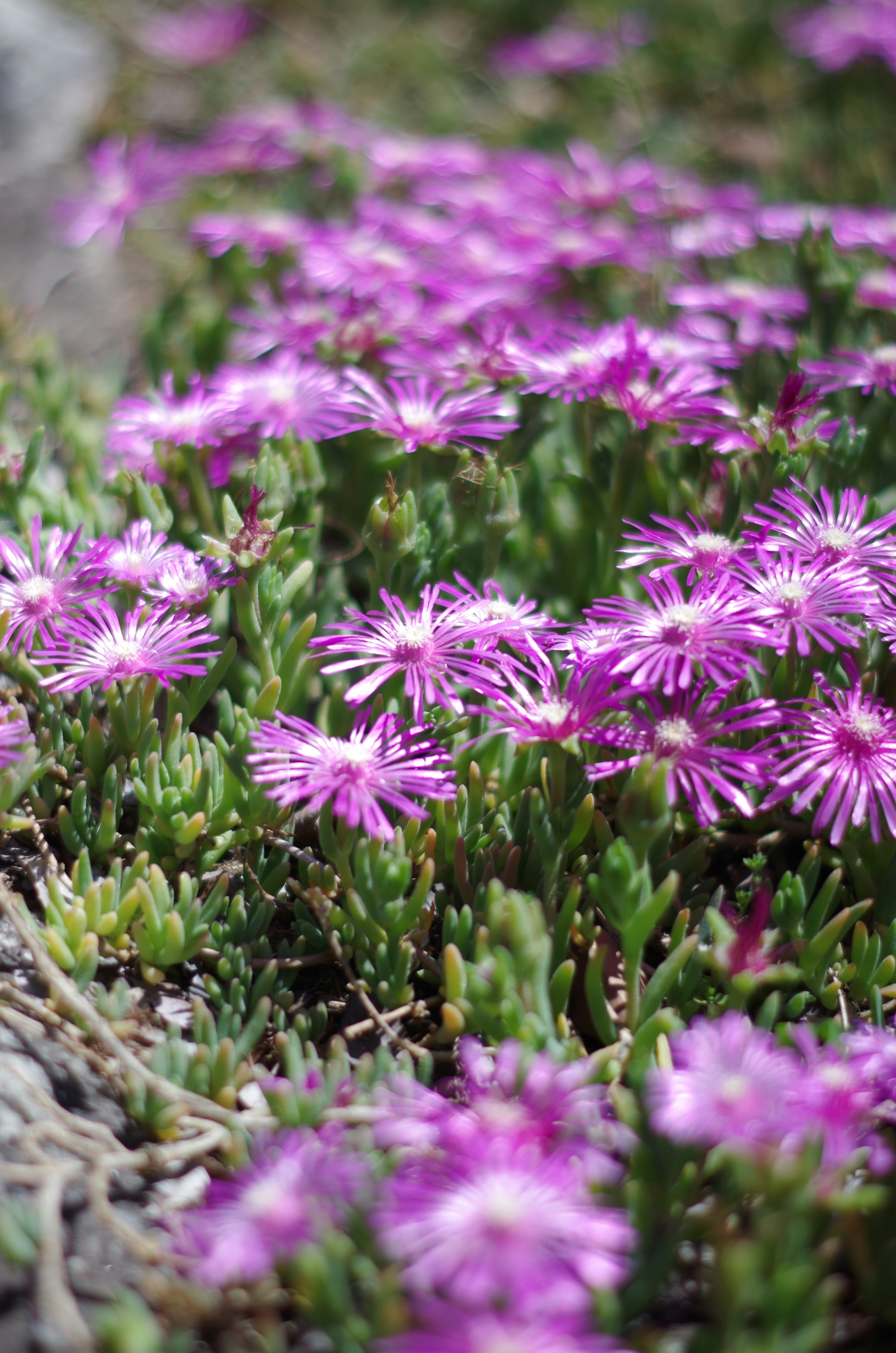 Lebendige lila Blumen blühen zwischen grünem Laub