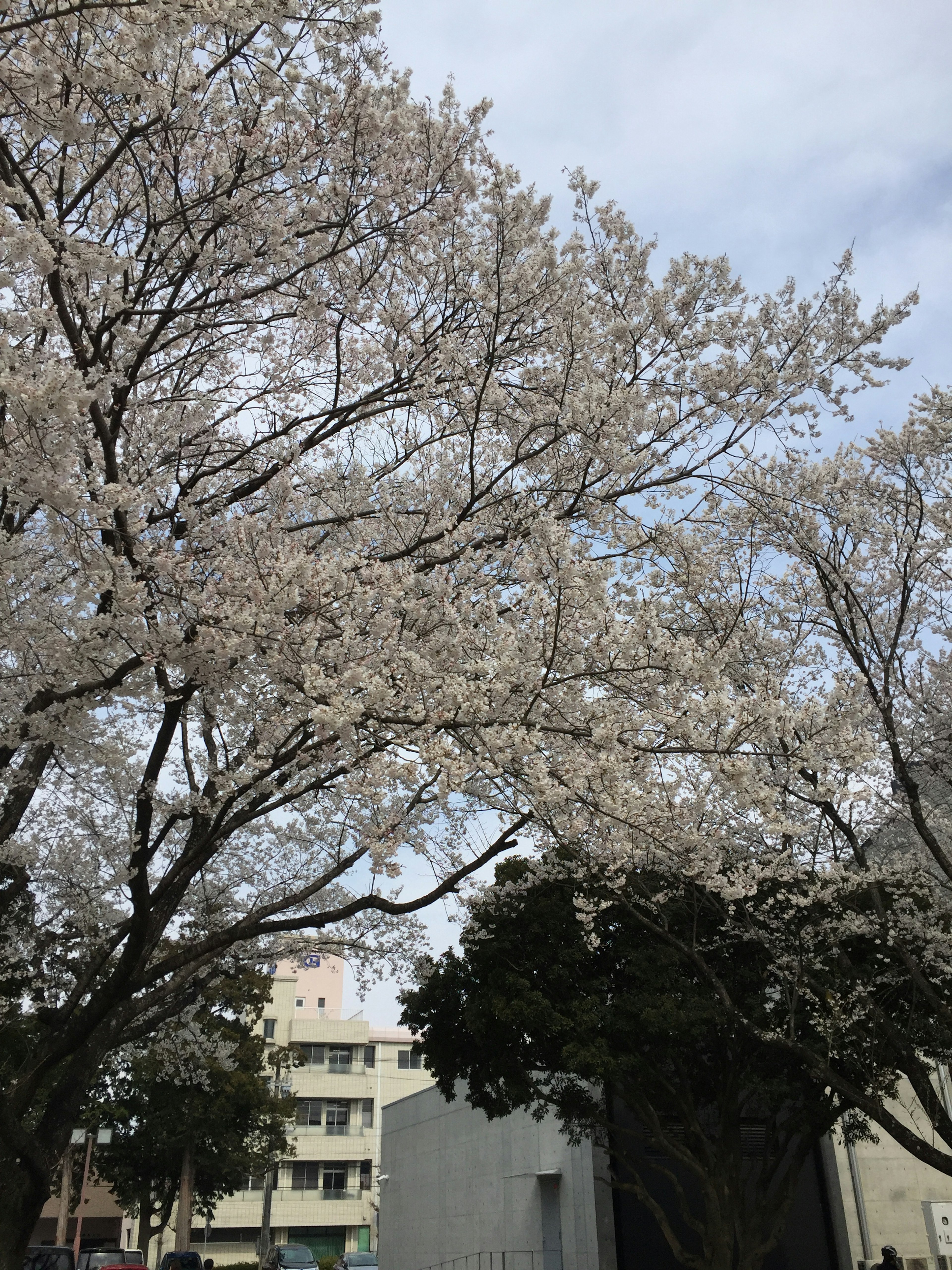 Cherry blossom tree with blooming flowers and surrounding buildings