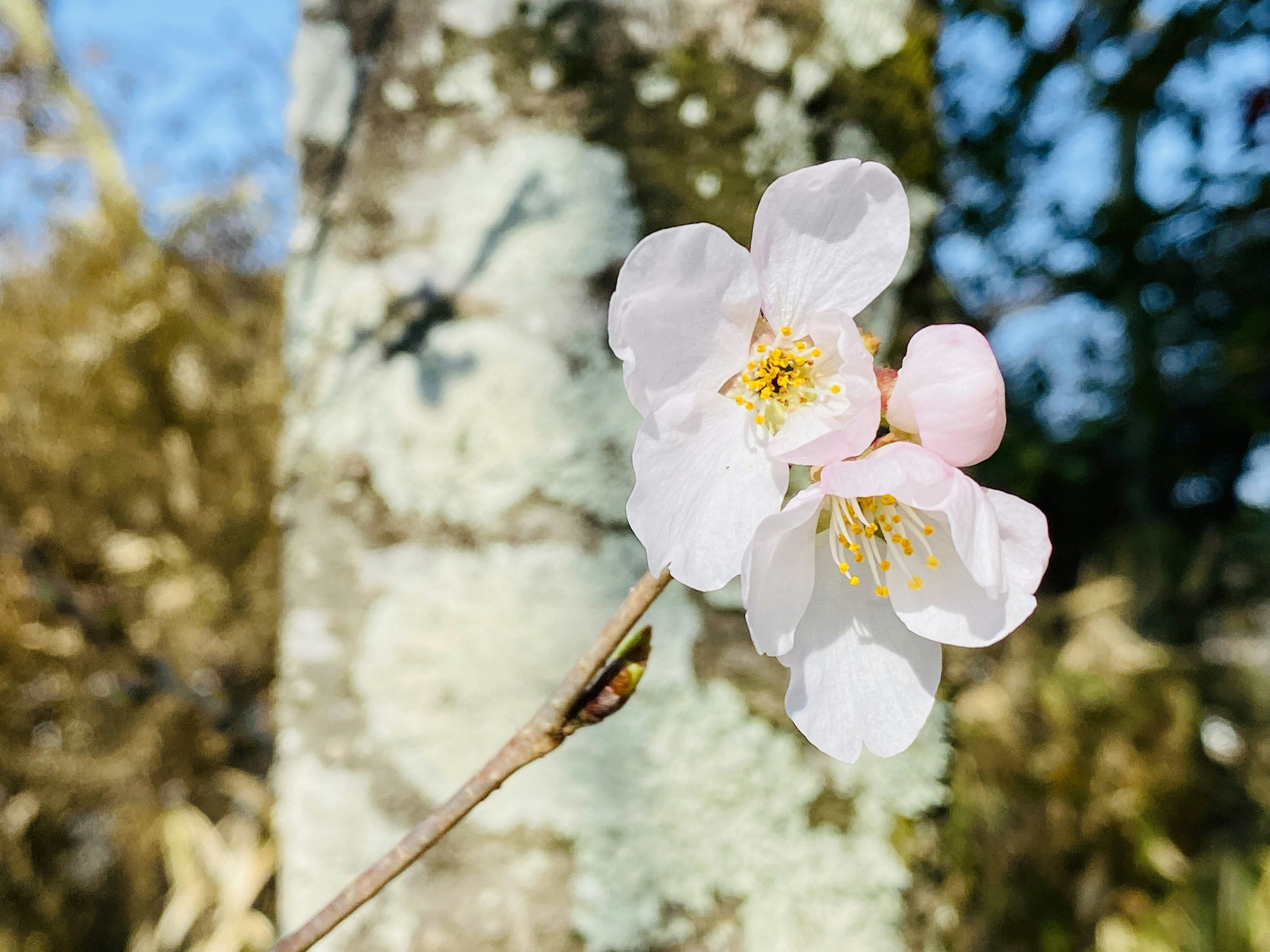 Une branche avec des fleurs blanches en fleurs sur fond de ciel bleu