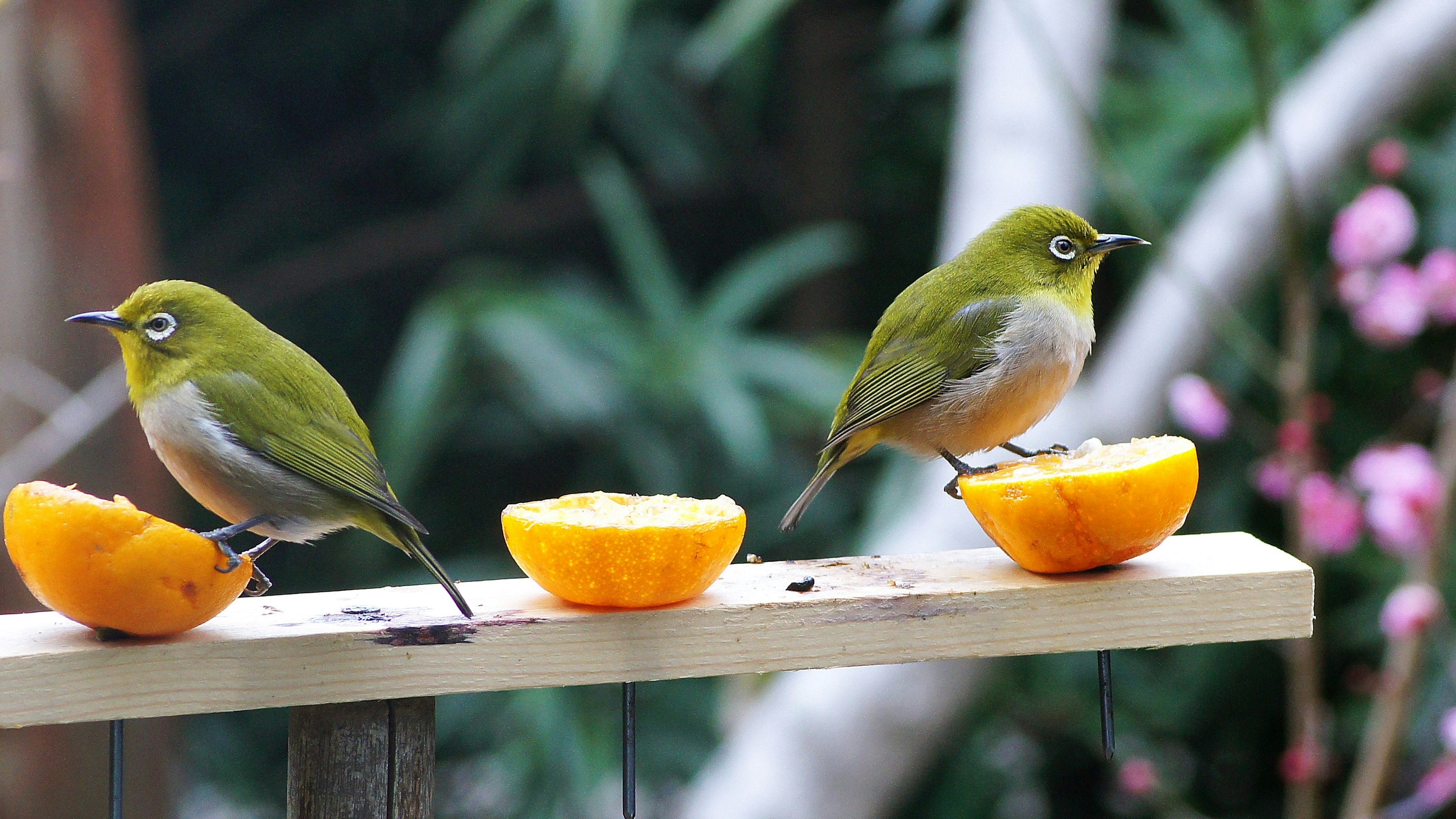 Dos pájaros verdes posados sobre mitades de naranja en un jardín