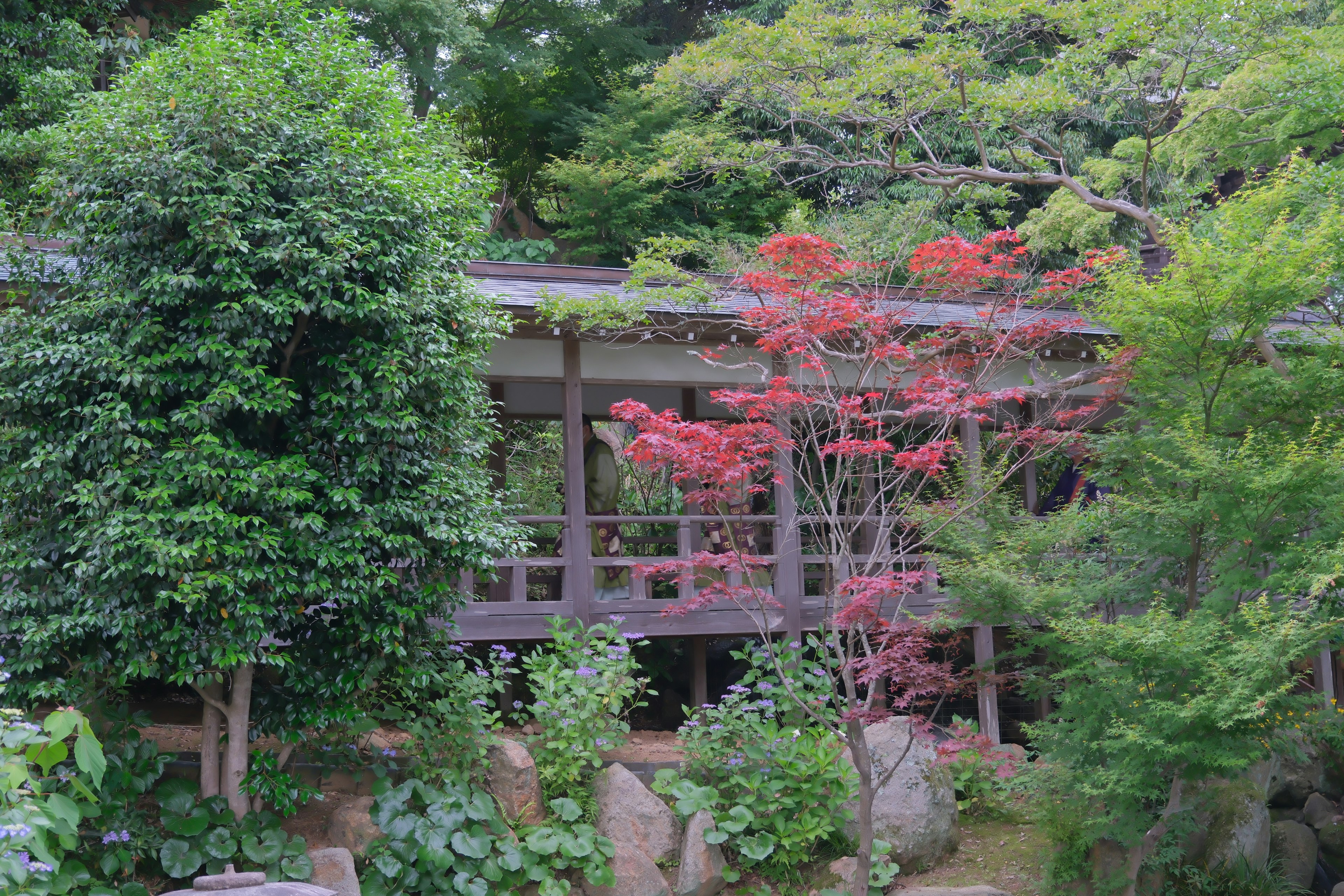 緑豊かな庭園に囲まれた木製の橋と紅葉の木