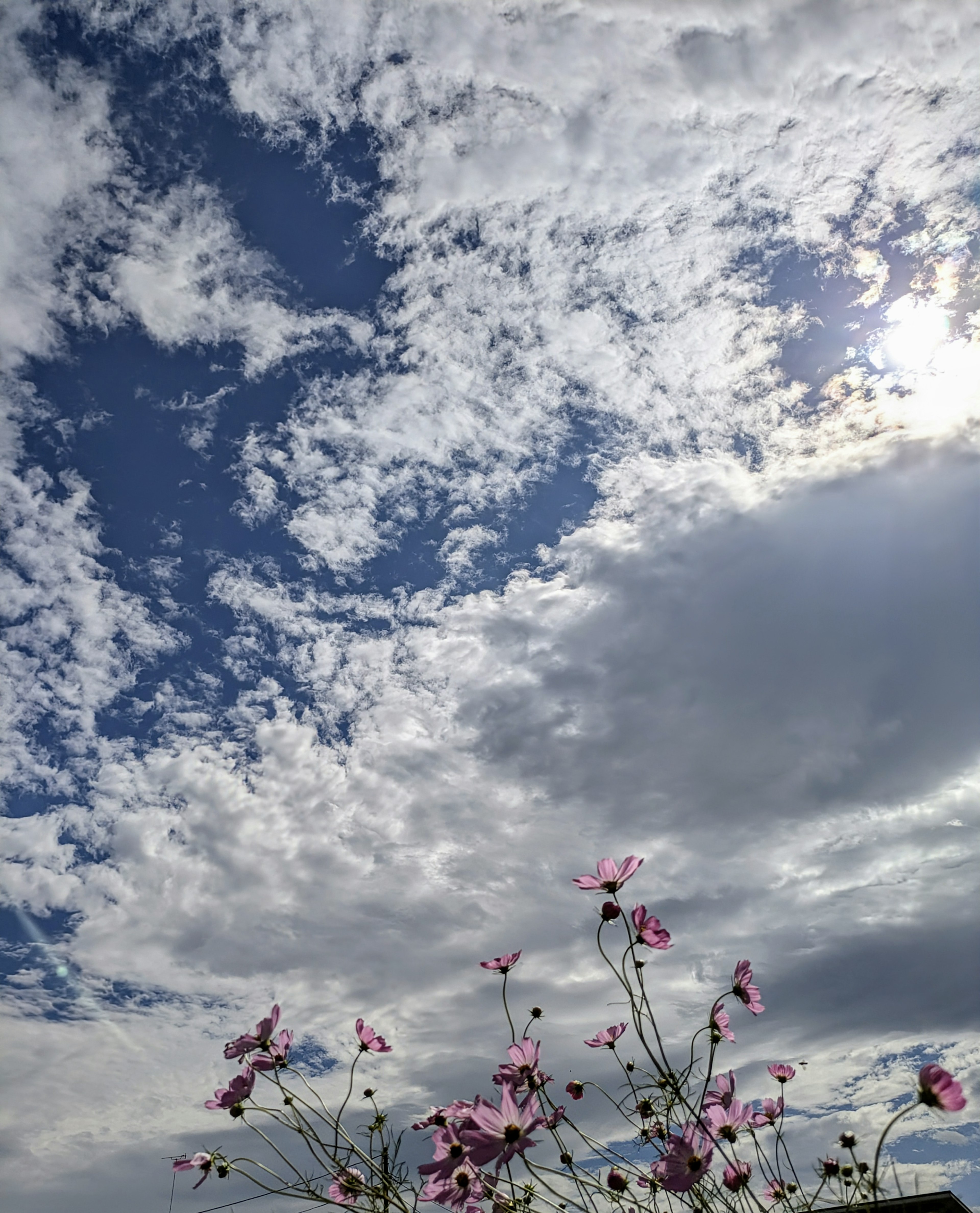 Pink flowers in the foreground with a blue sky and clouds in the background