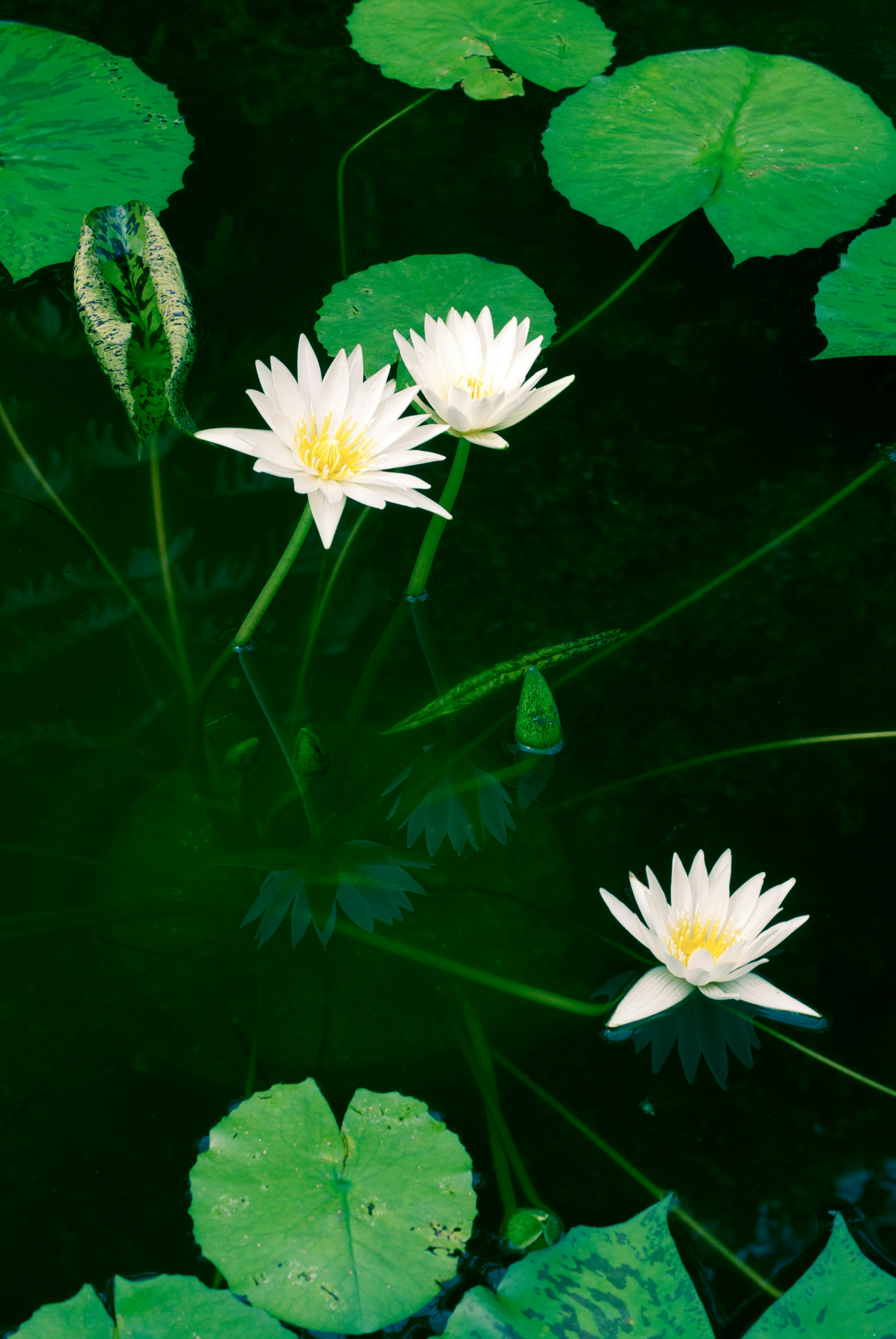 Bella scena acquatica con fiori di ninfea bianchi tra foglie verdi