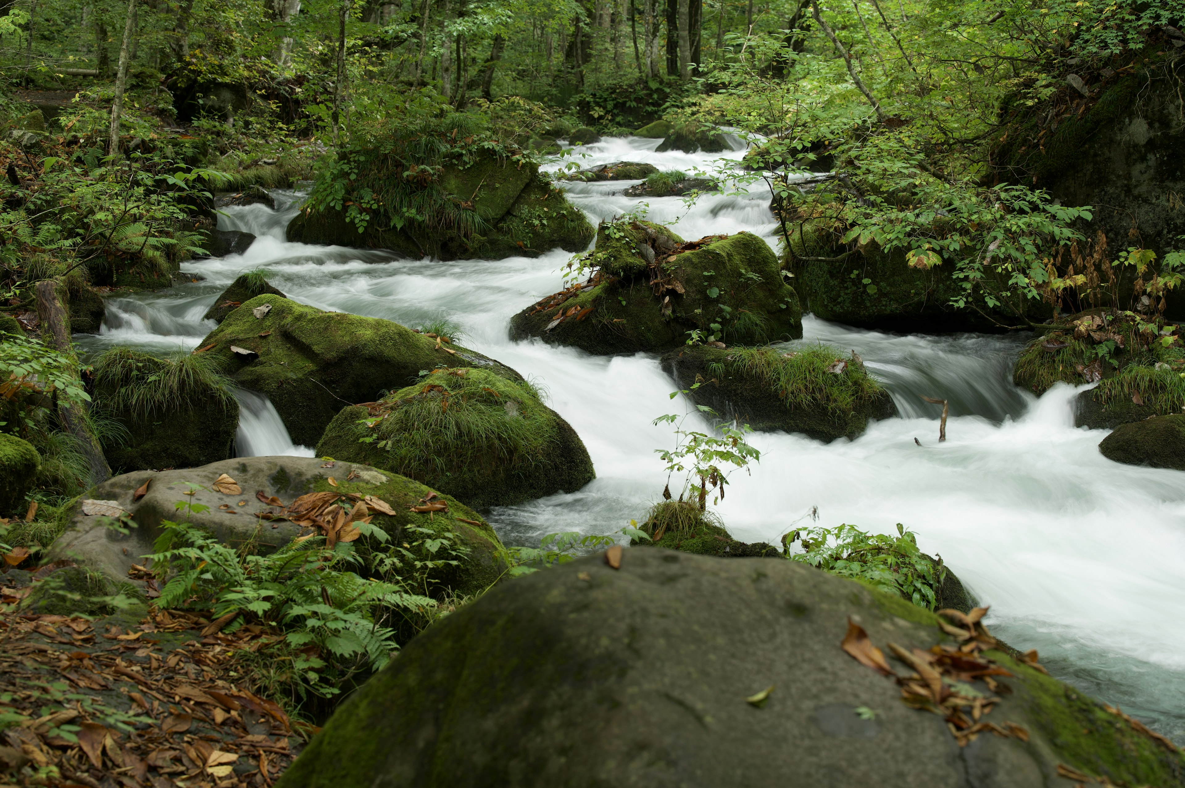 Arroyo claro fluyendo a través de un bosque frondoso con rocas cubiertas de musgo