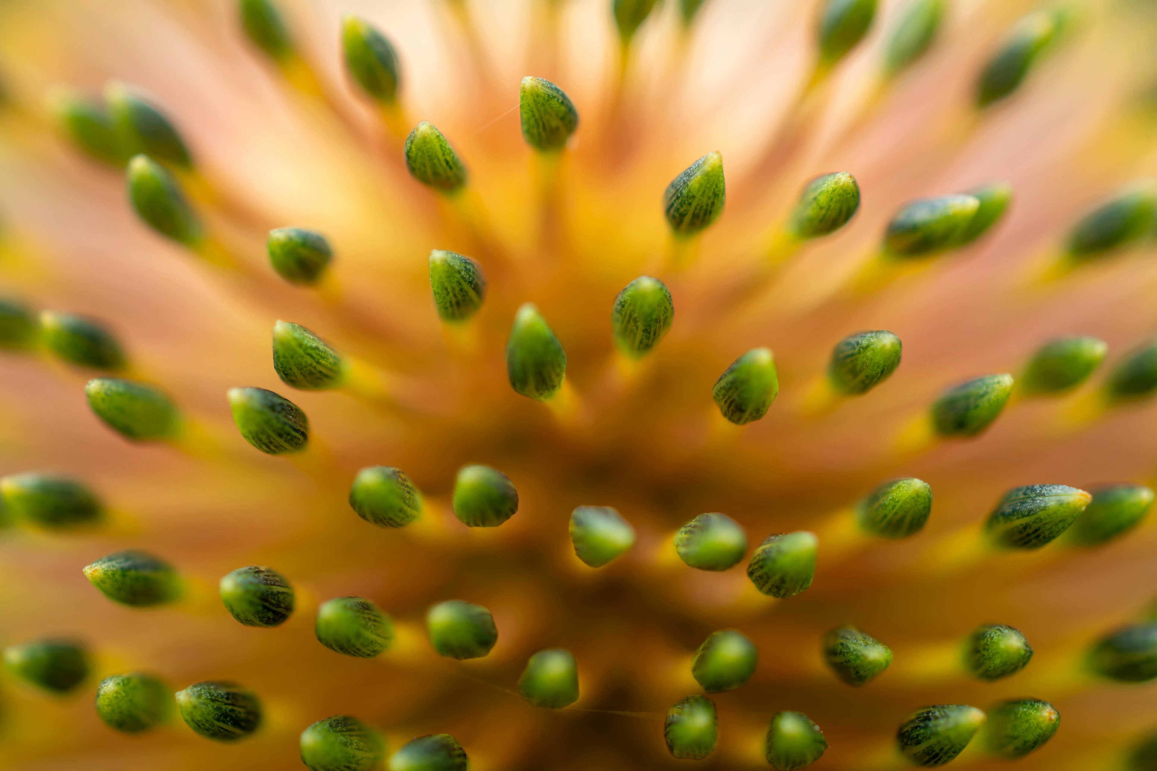 緑色の小さな突起が広がる花の中心のクローズアップ