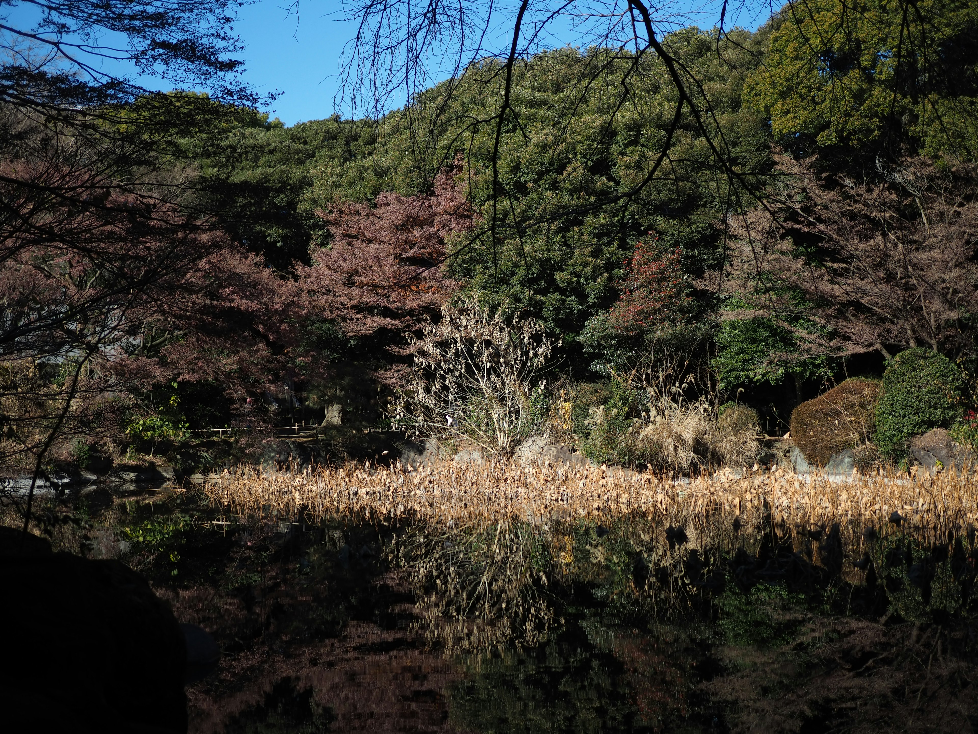 静かな湖と周囲の木々が映る自然の風景