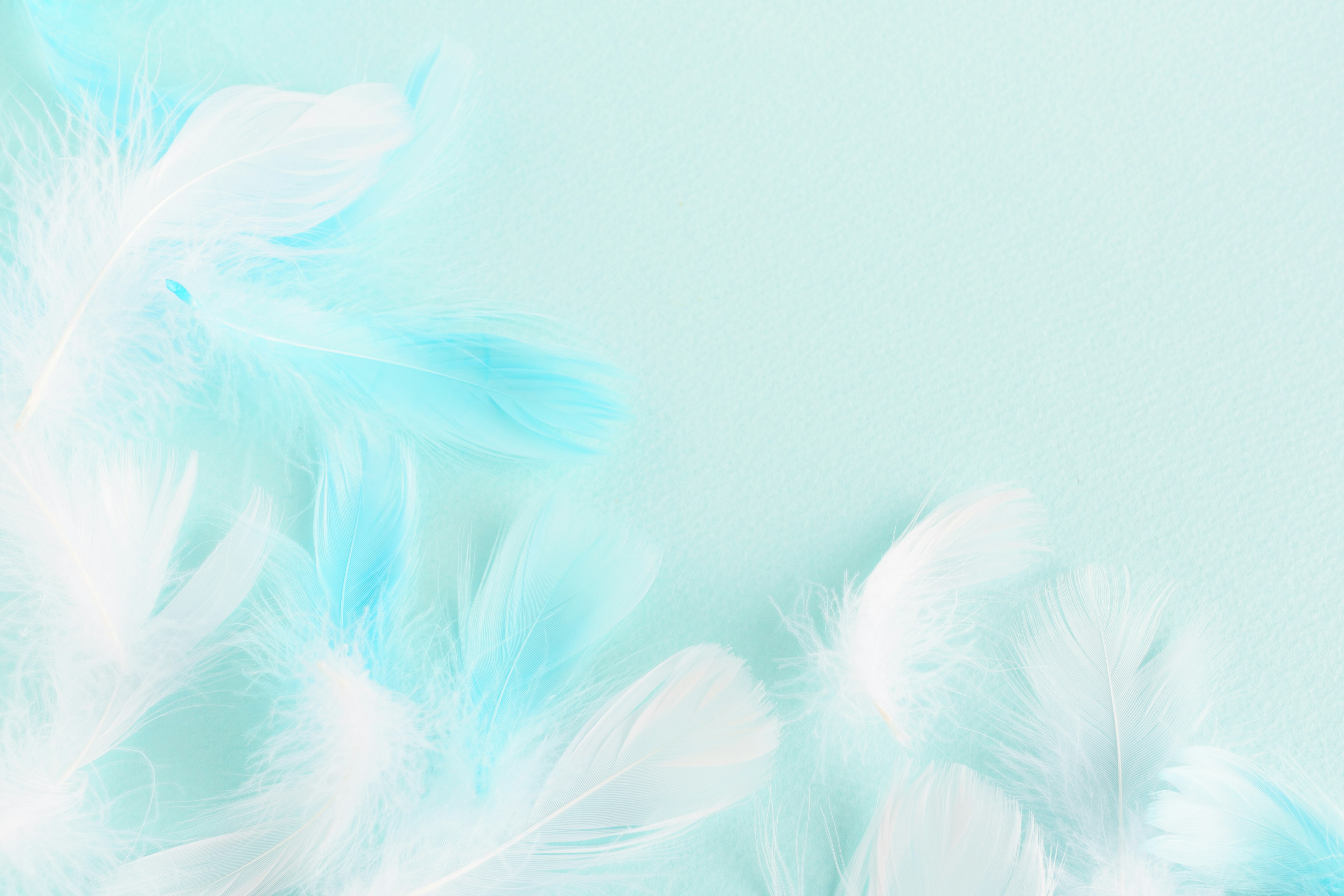 Delicate white feathers gracefully arranged on a soft blue background