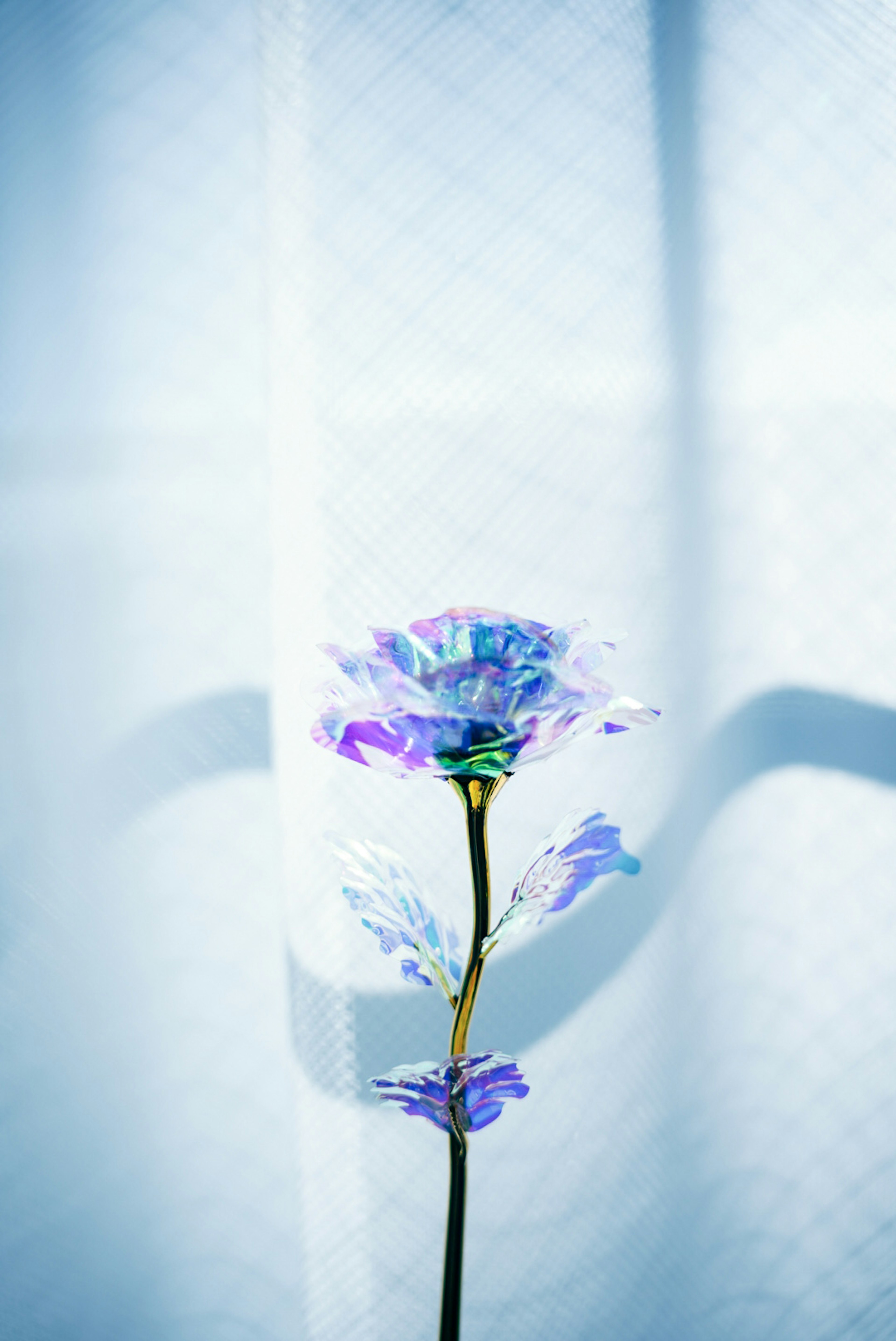 A purple flower against a soft blue background