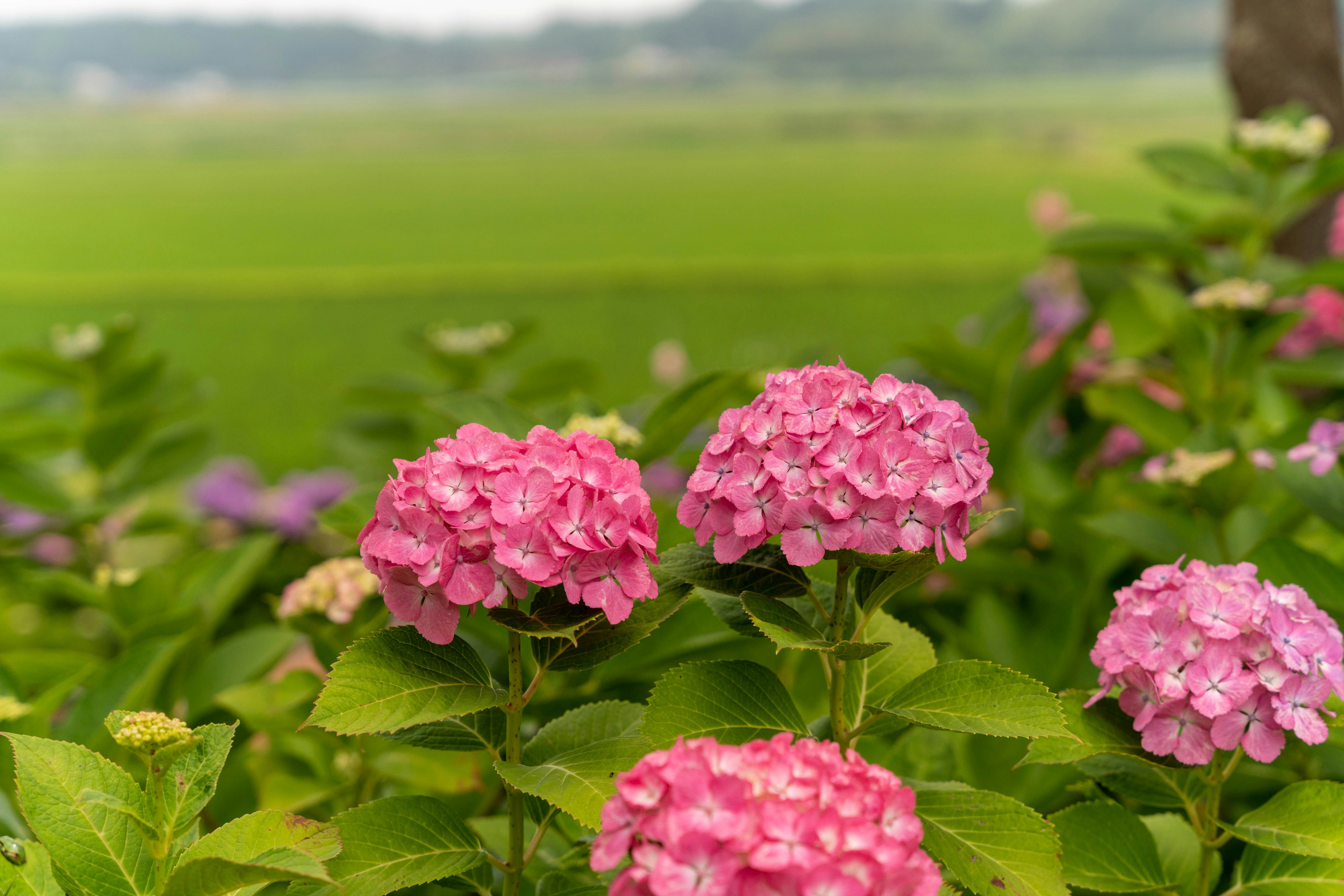 ไฮเดรนเยียสีชมพูสดใสในภูมิทัศน์สีเขียว