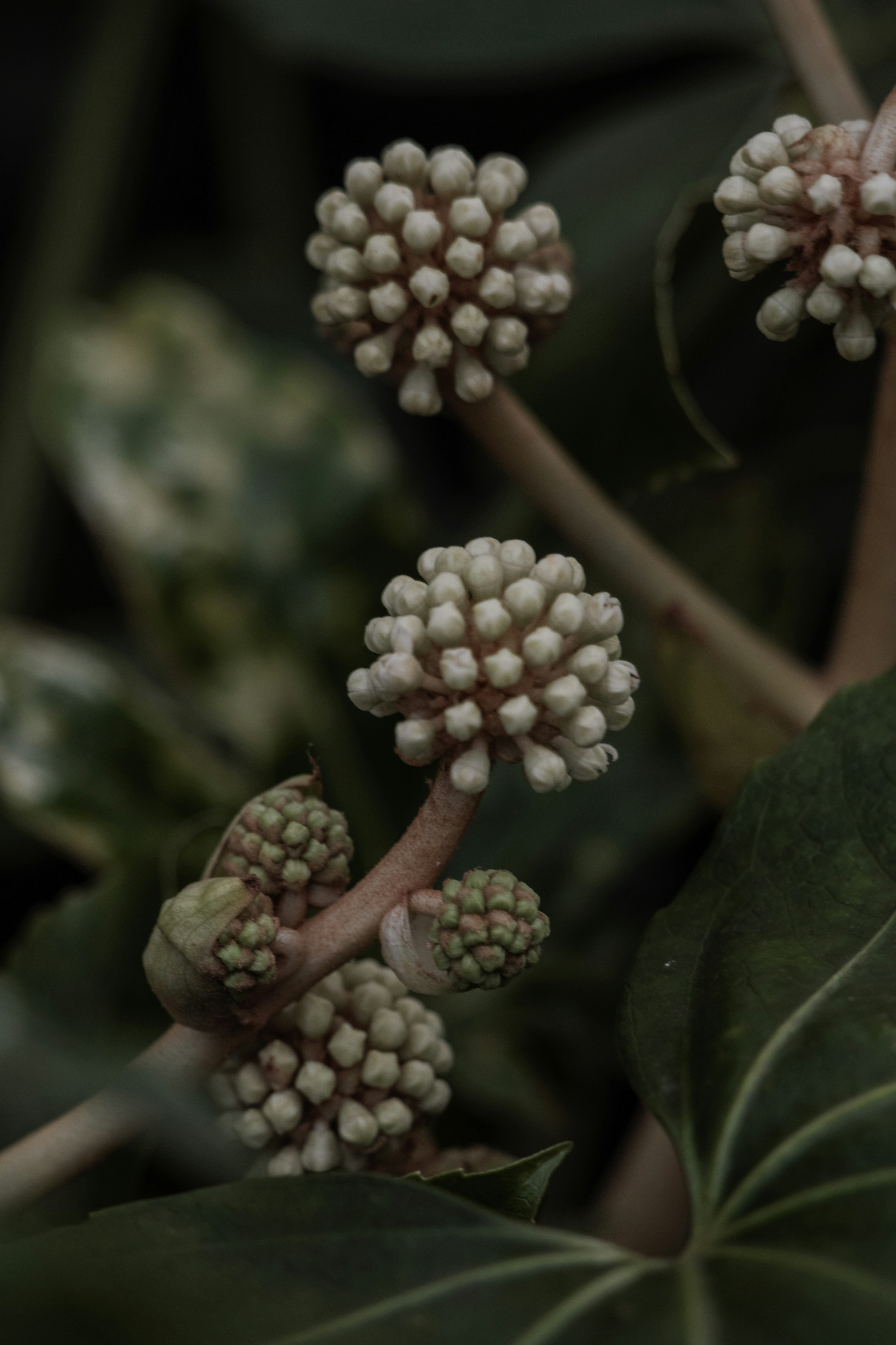 Close-up of a plant with white spherical flower buds against a green background