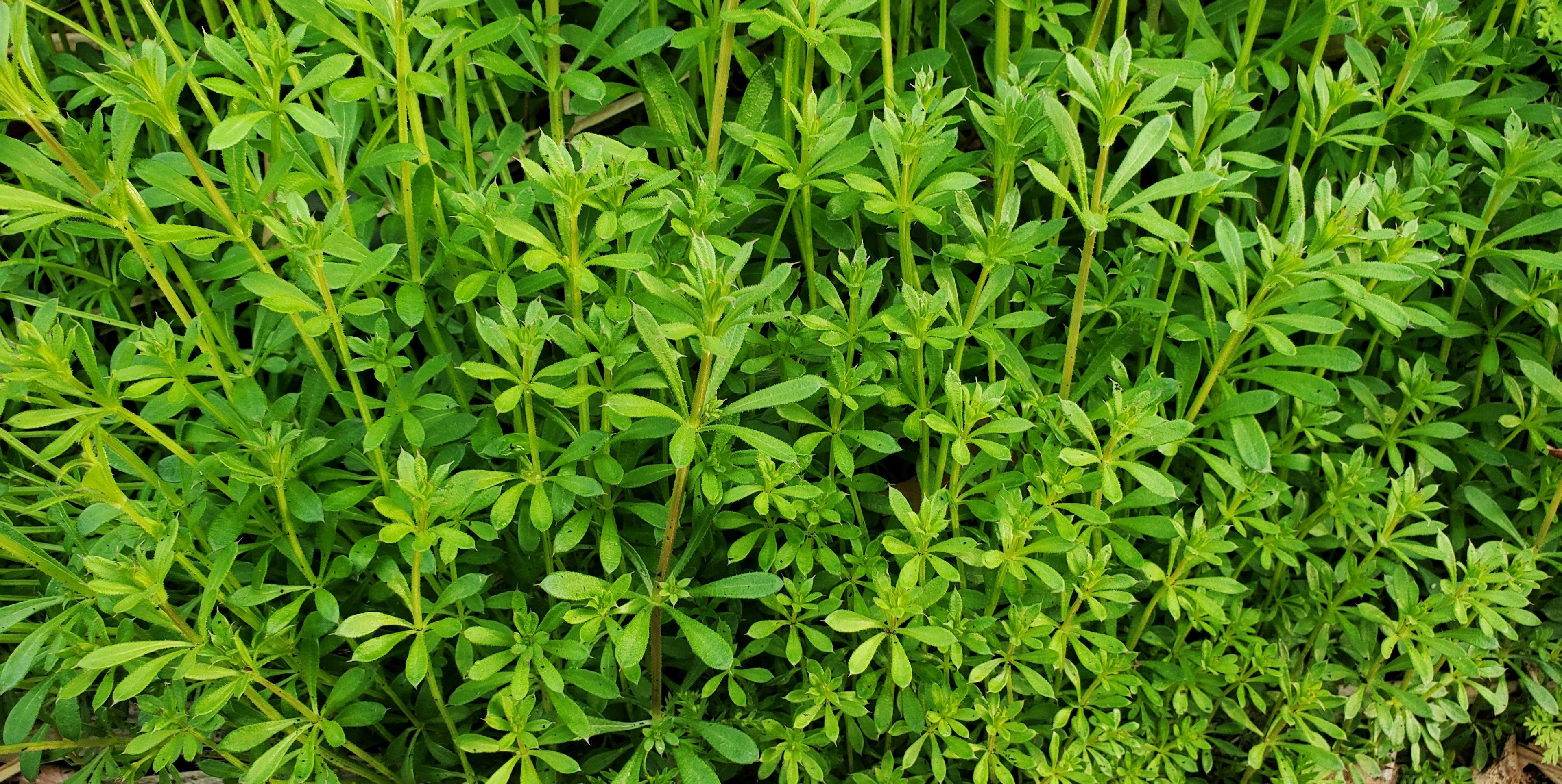 Dichtes grünes Laub mit kleinen Blättern und Stängeln