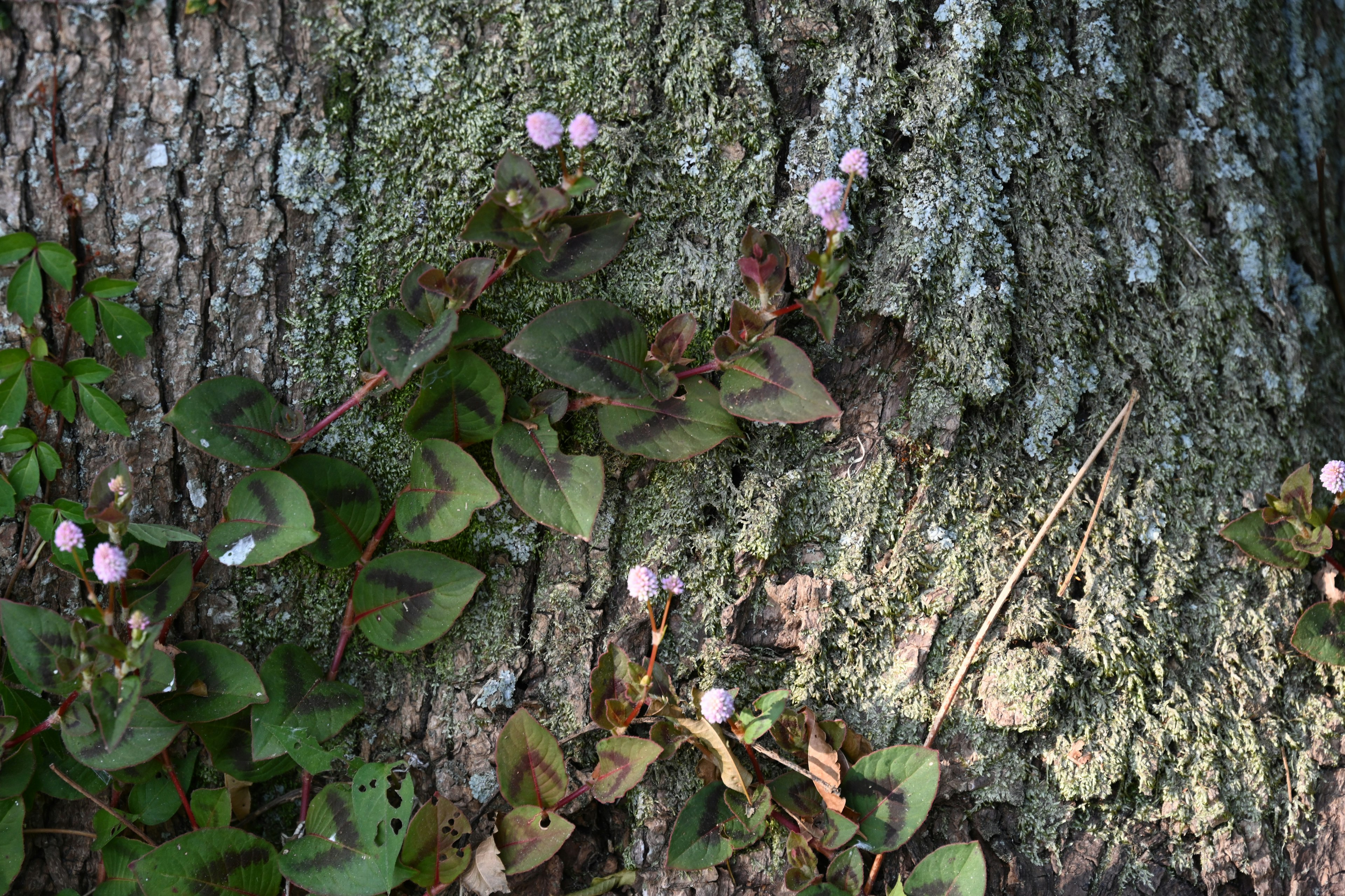 Green leaves and pale pink flowers growing on a tree trunk