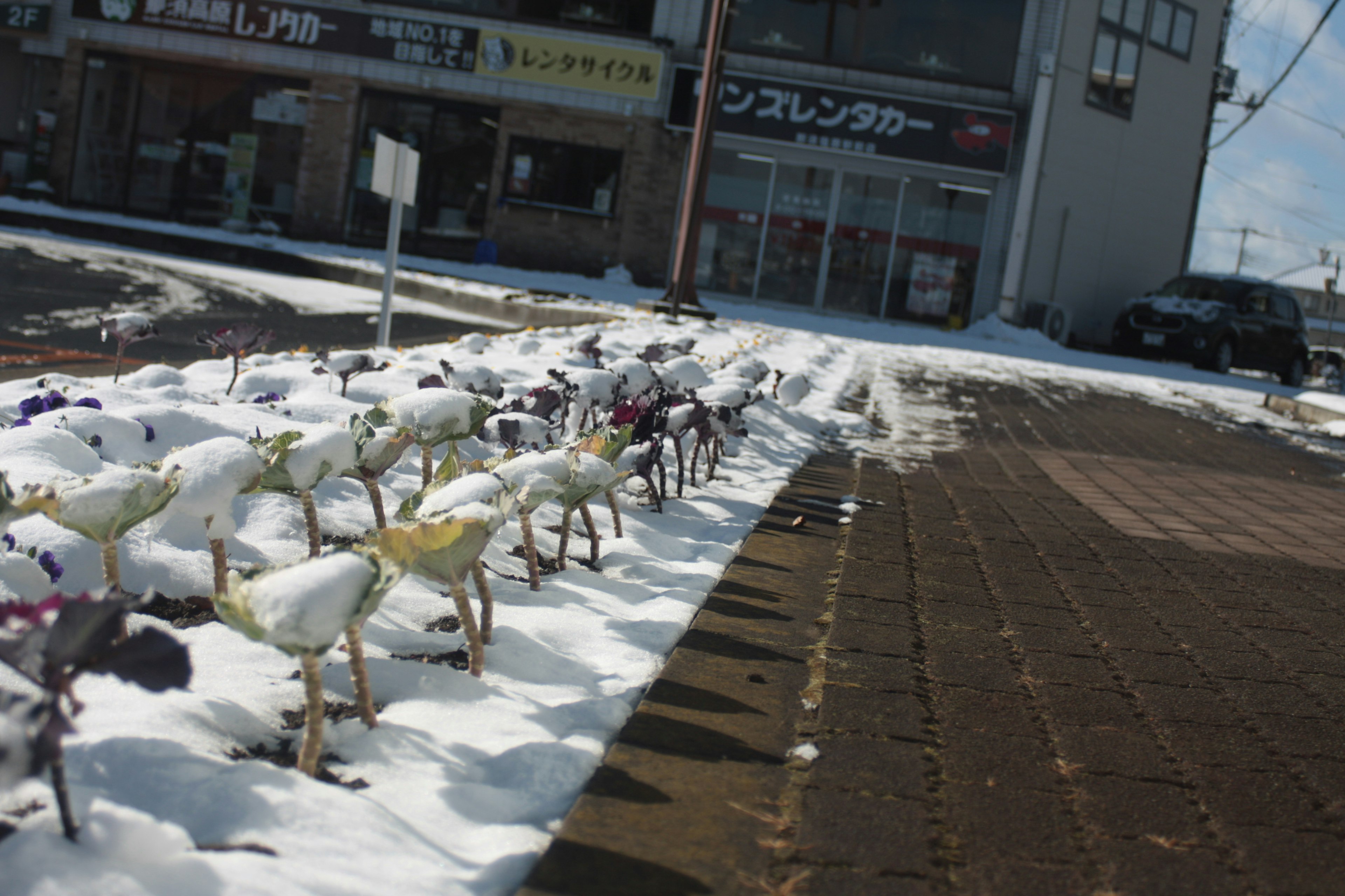 Schneebedecktes Blumenbeet neben Geschäften