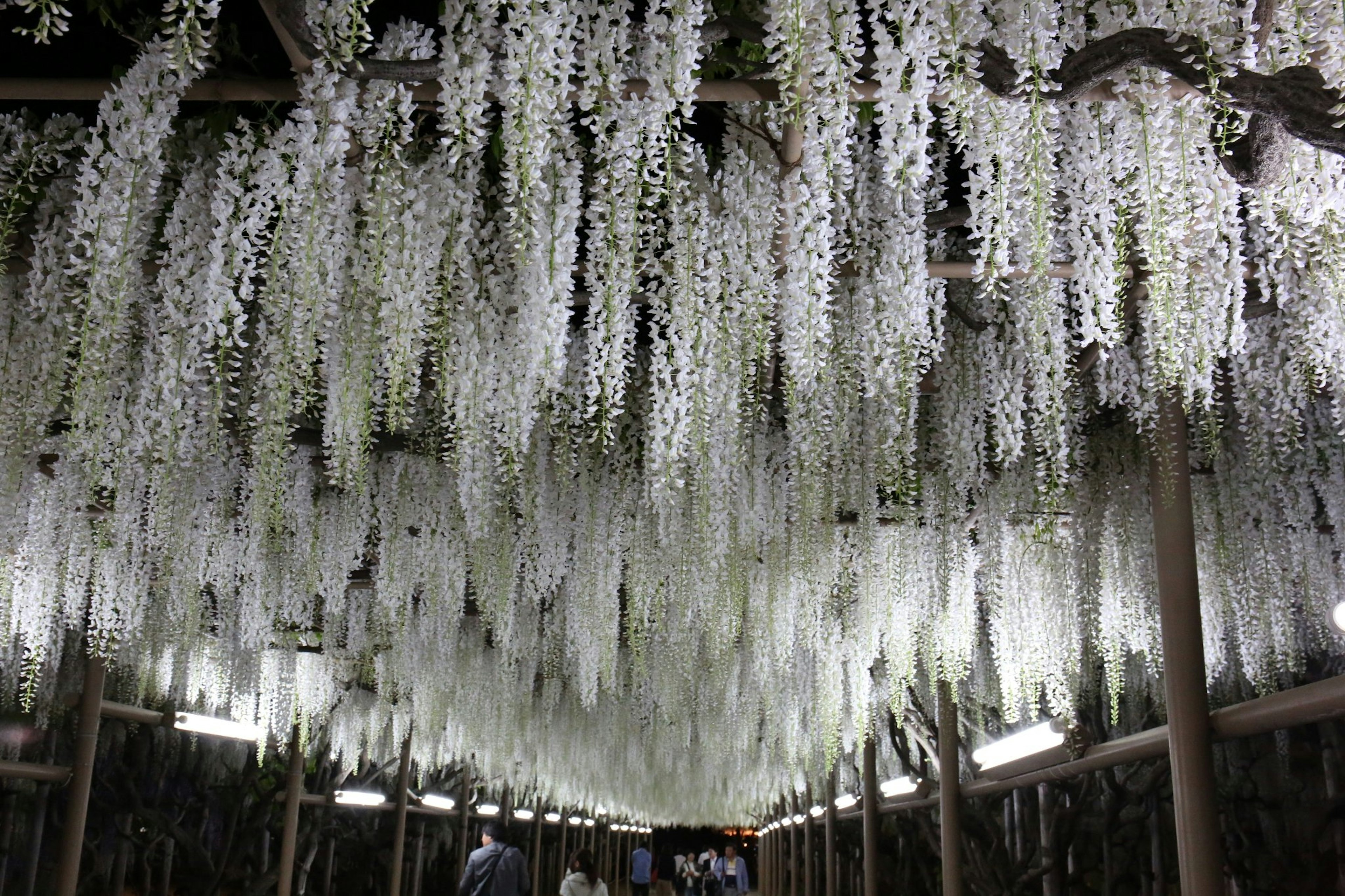 Ein Tunnel geschmückt mit hängenden weißen Blumen