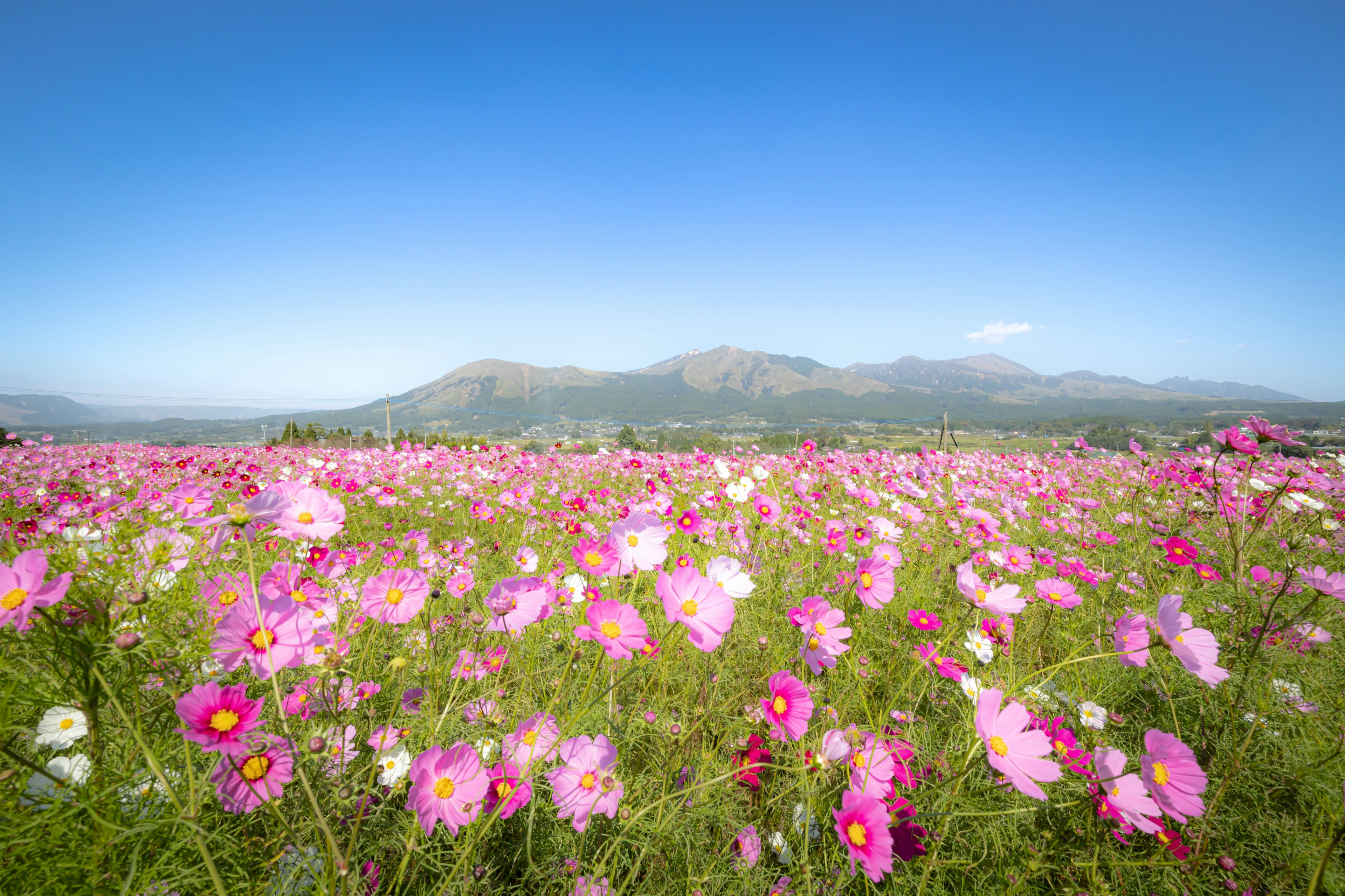 Cánh đồng hoa cosmos rực rỡ dưới bầu trời xanh rõ