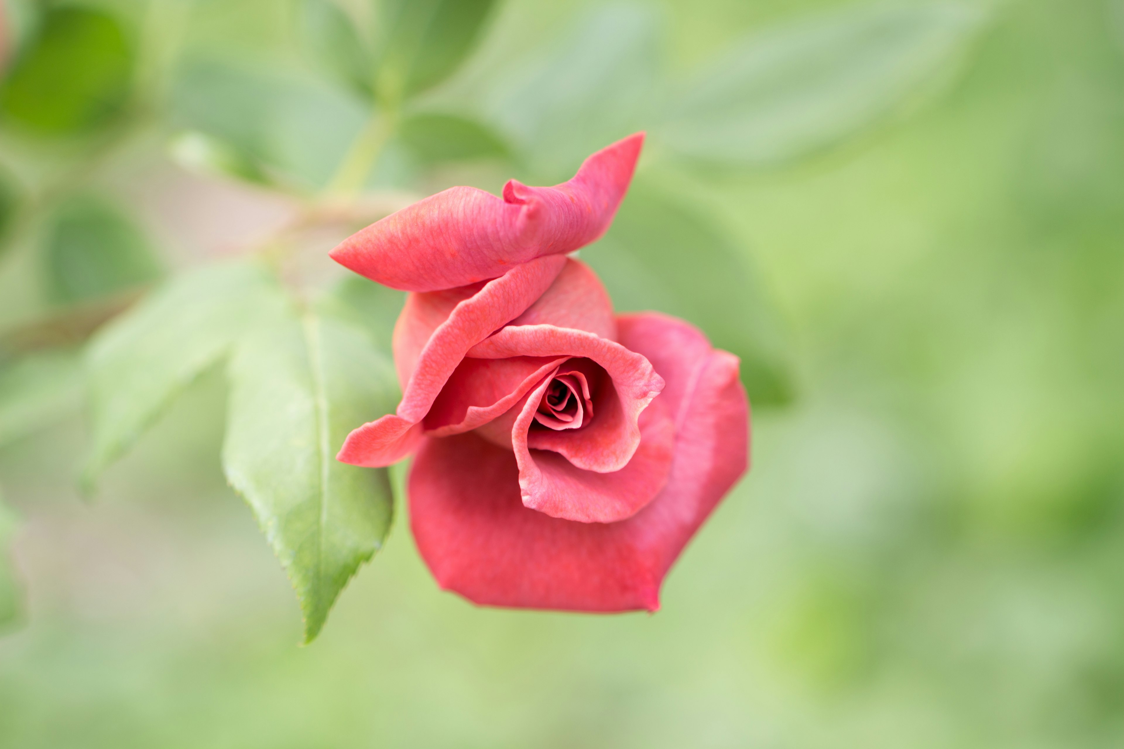 淡い緑の背景に咲く赤いバラの花