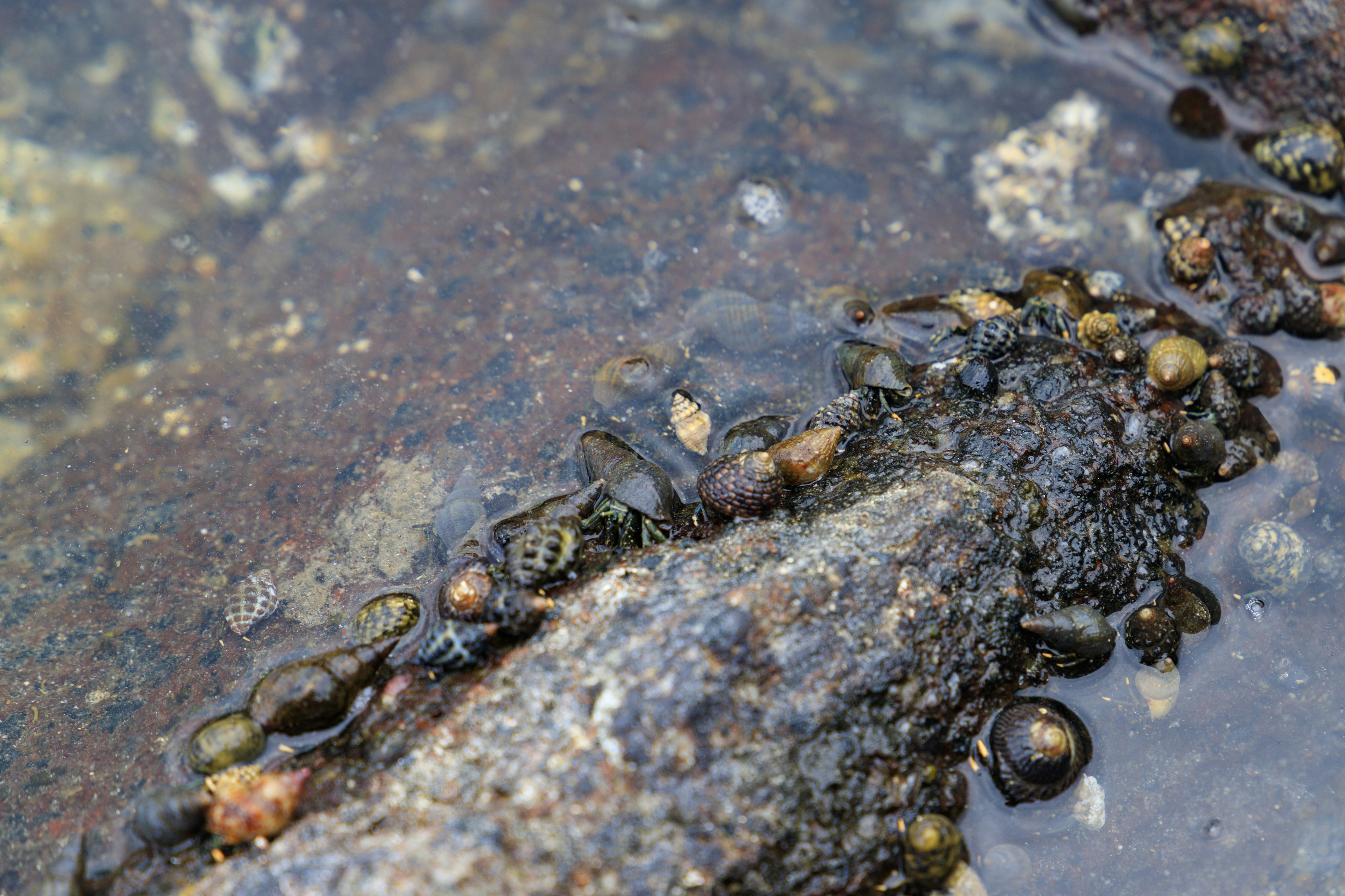 Imagen que muestra rocas y grupos de moluscos junto al agua