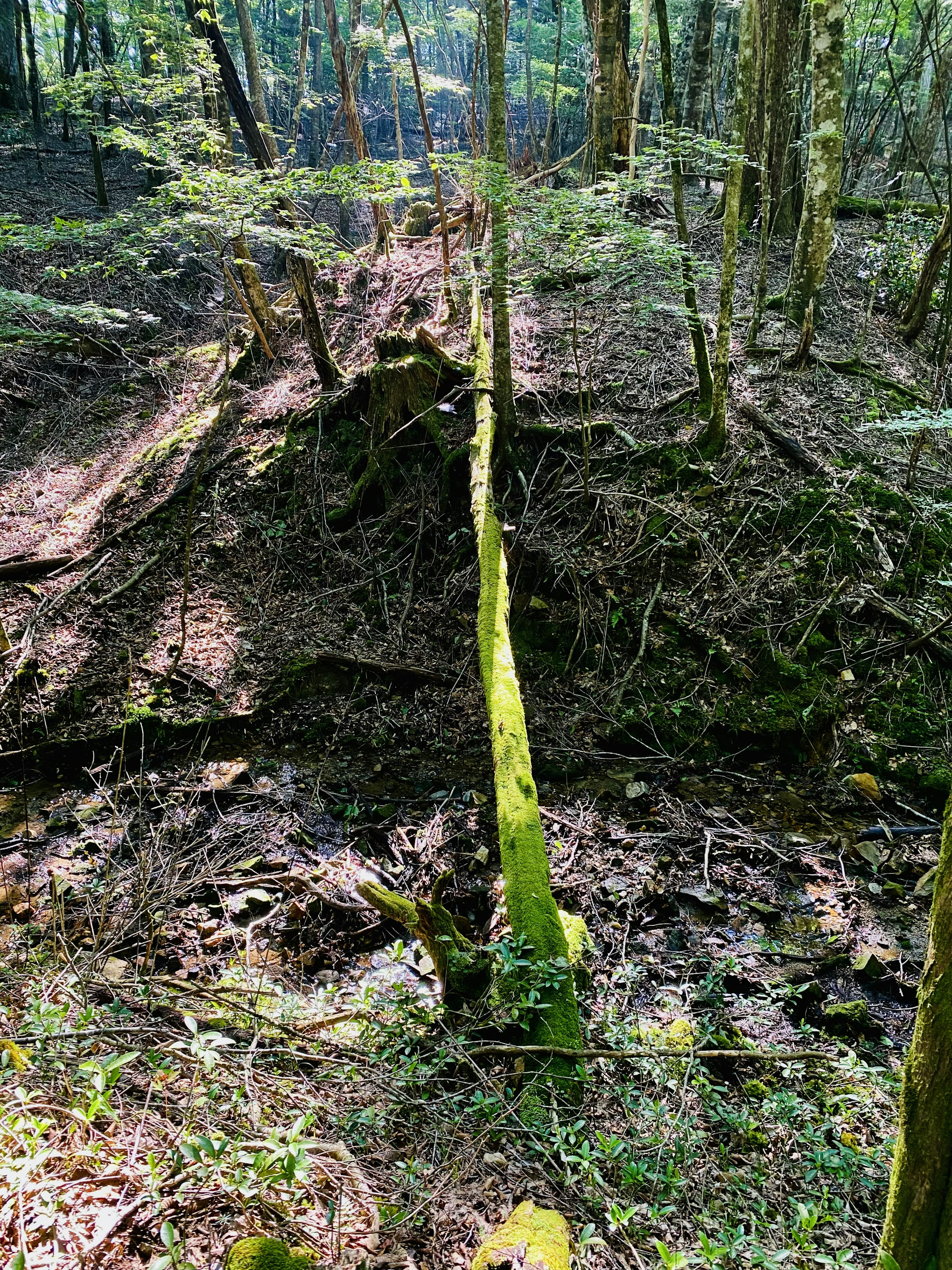 湿った森の中に立つ苔むした木の幹と落ち葉