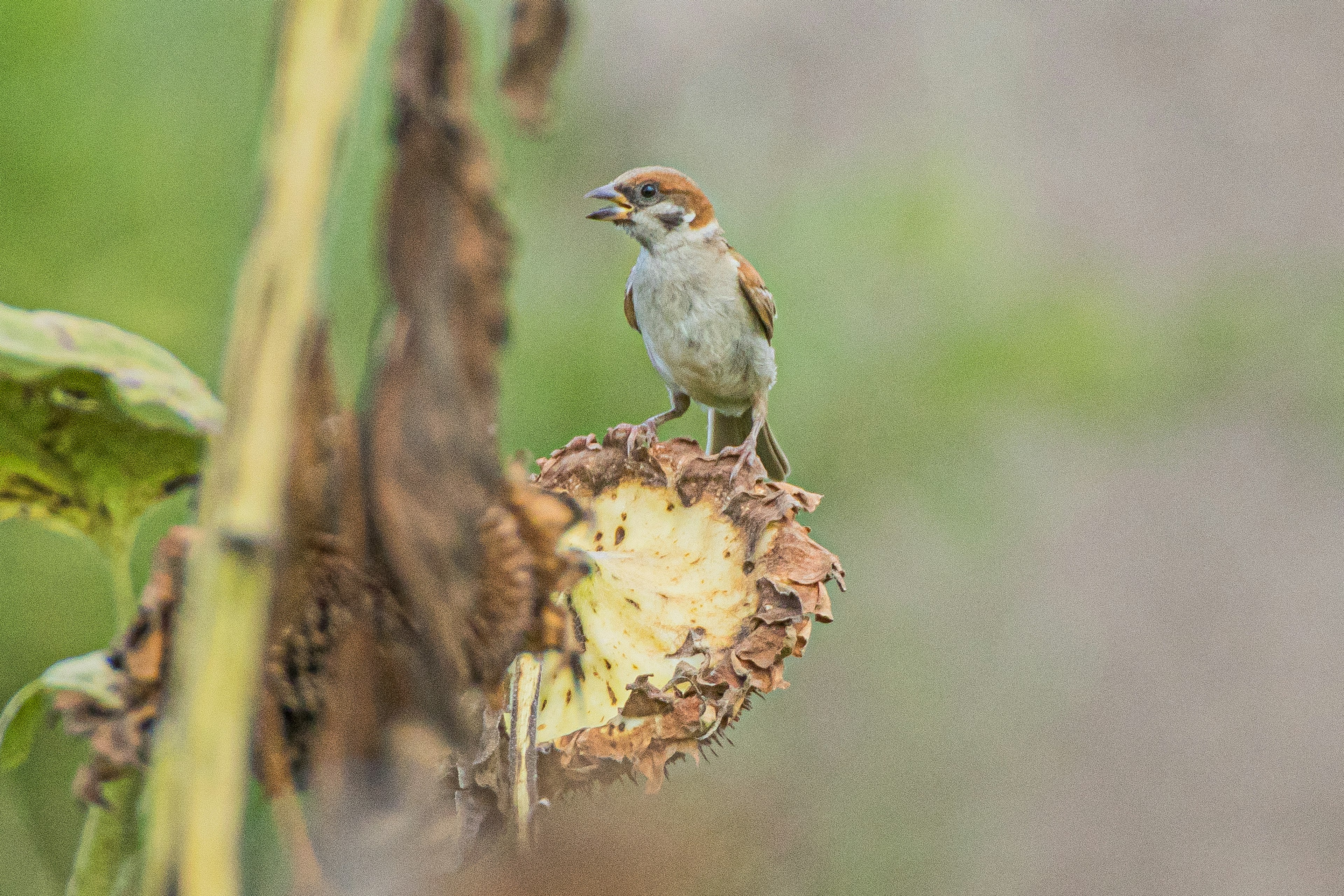 Seekor burung bertengger di kepala biji bunga matahari