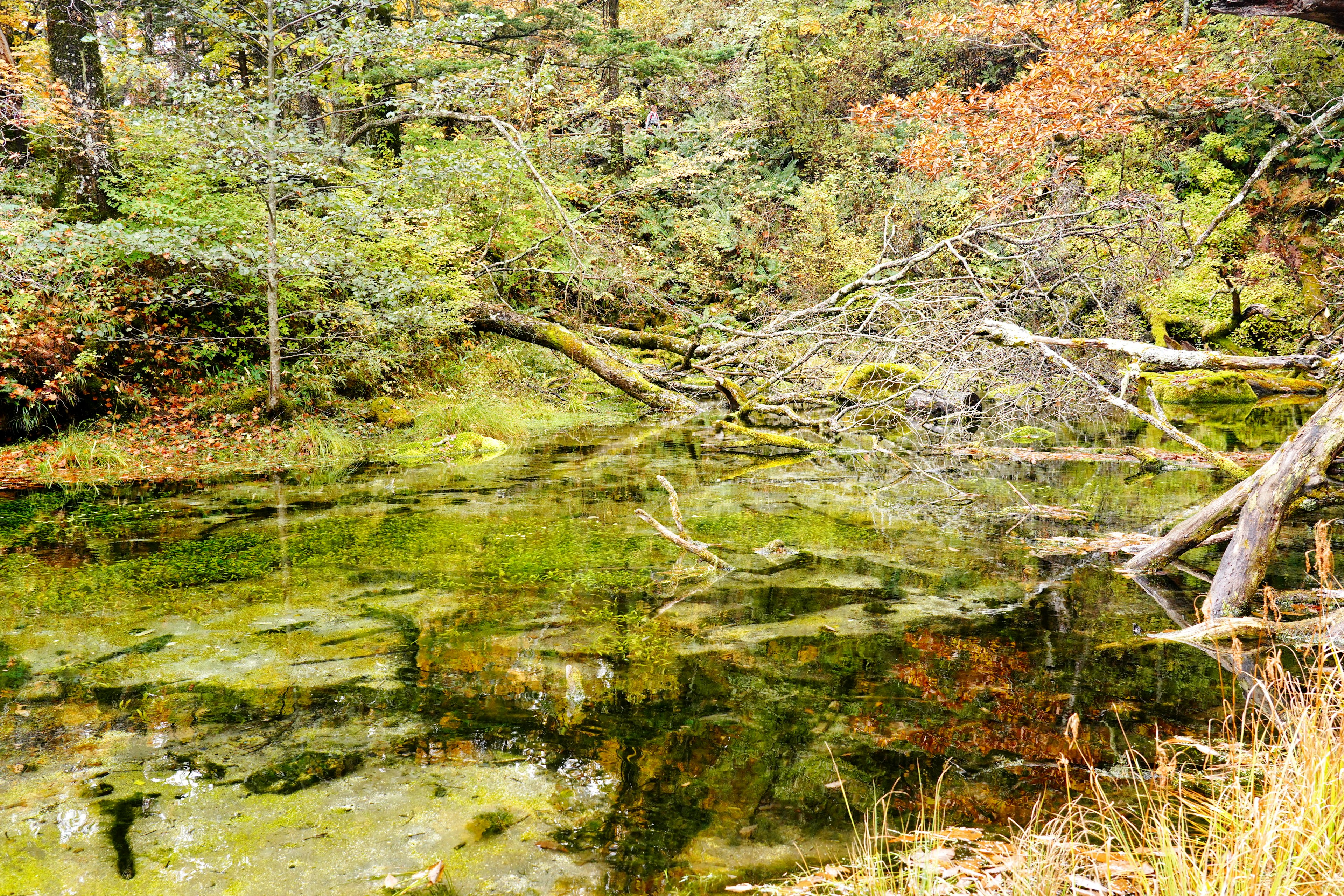 Estanque sereno reflejando los árboles circundantes en un paisaje natural