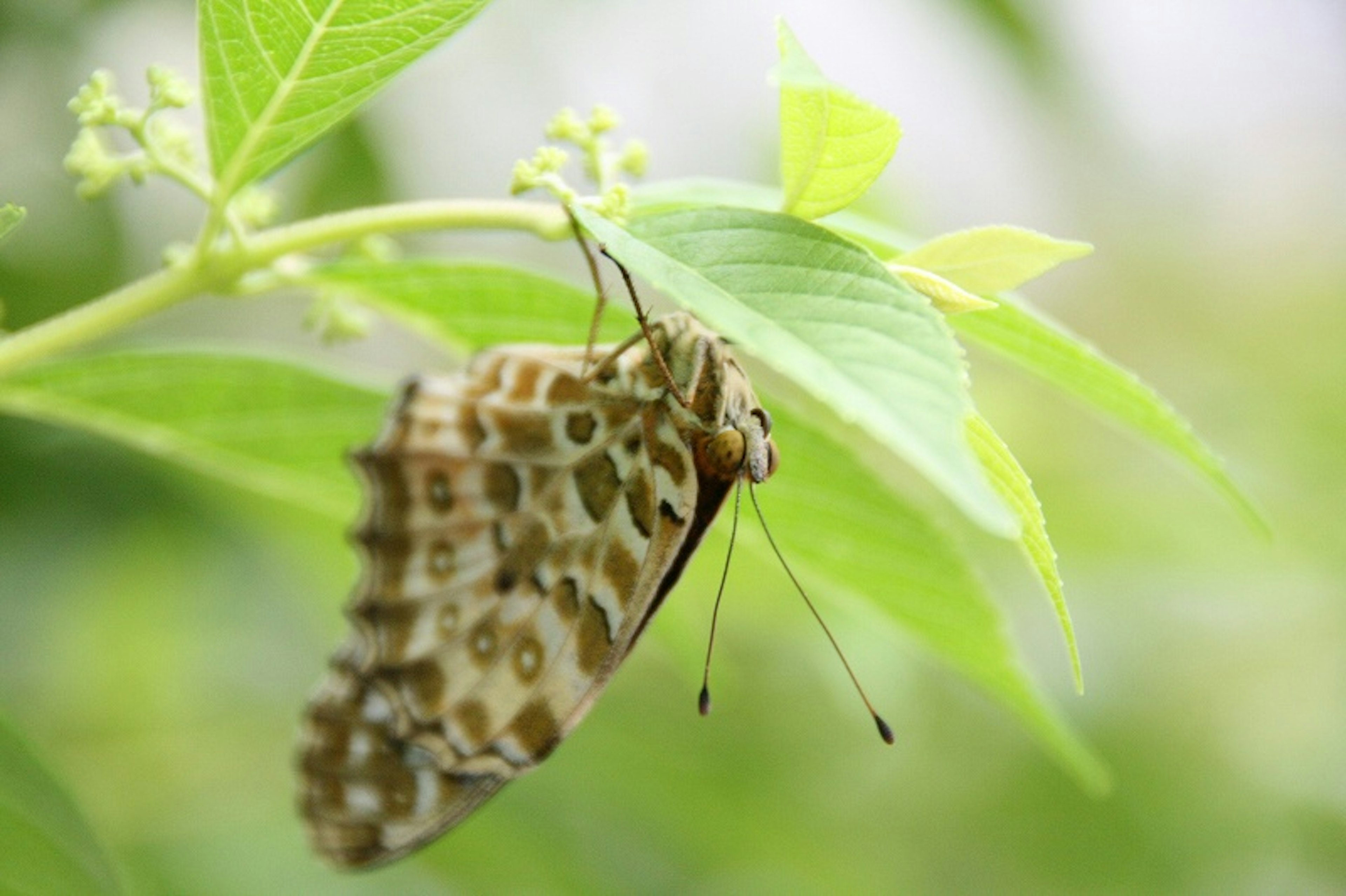 緑の葉にとまる茶色い蝶のクローズアップ