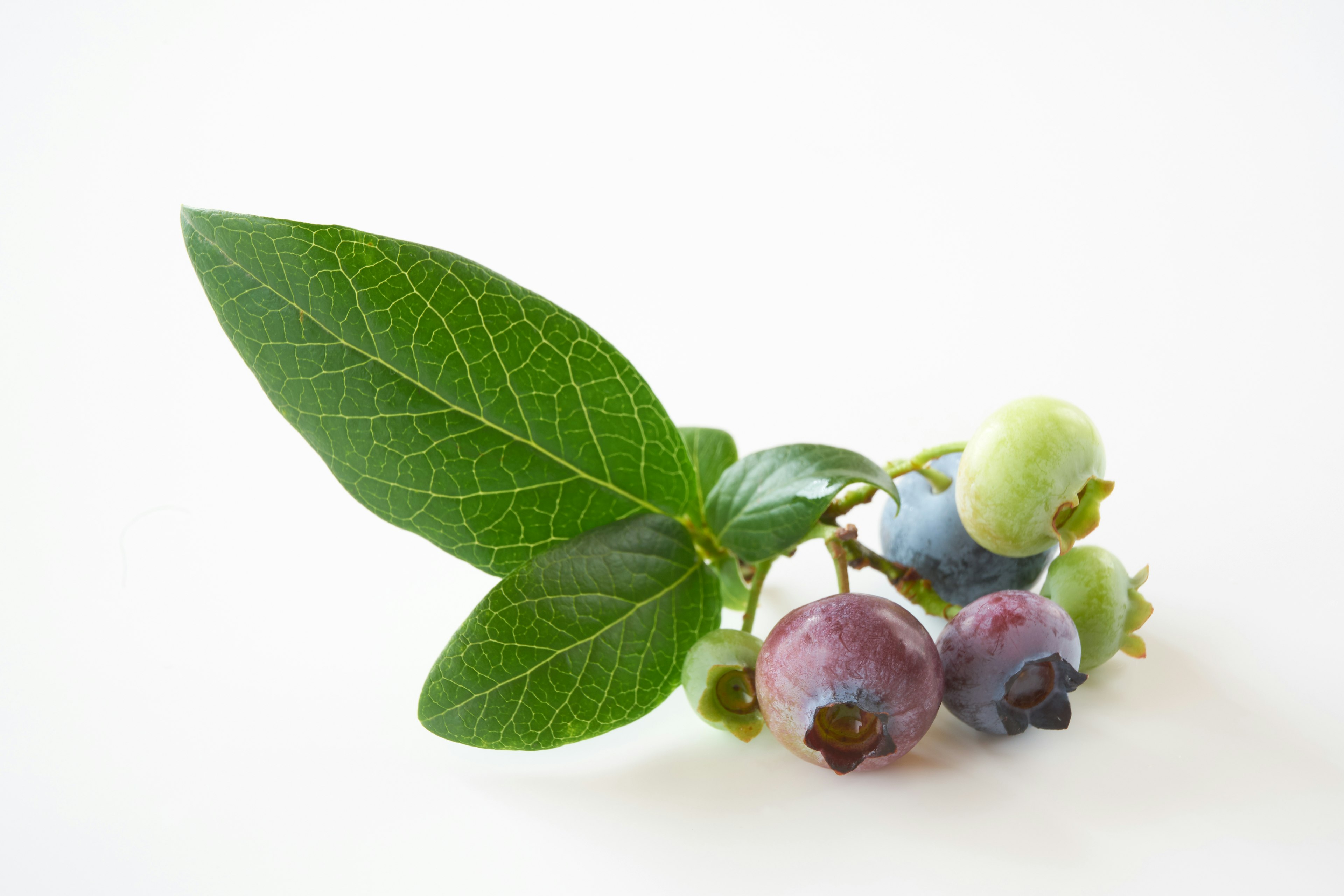 Sehelai ranting blueberry dengan daun di latar belakang putih