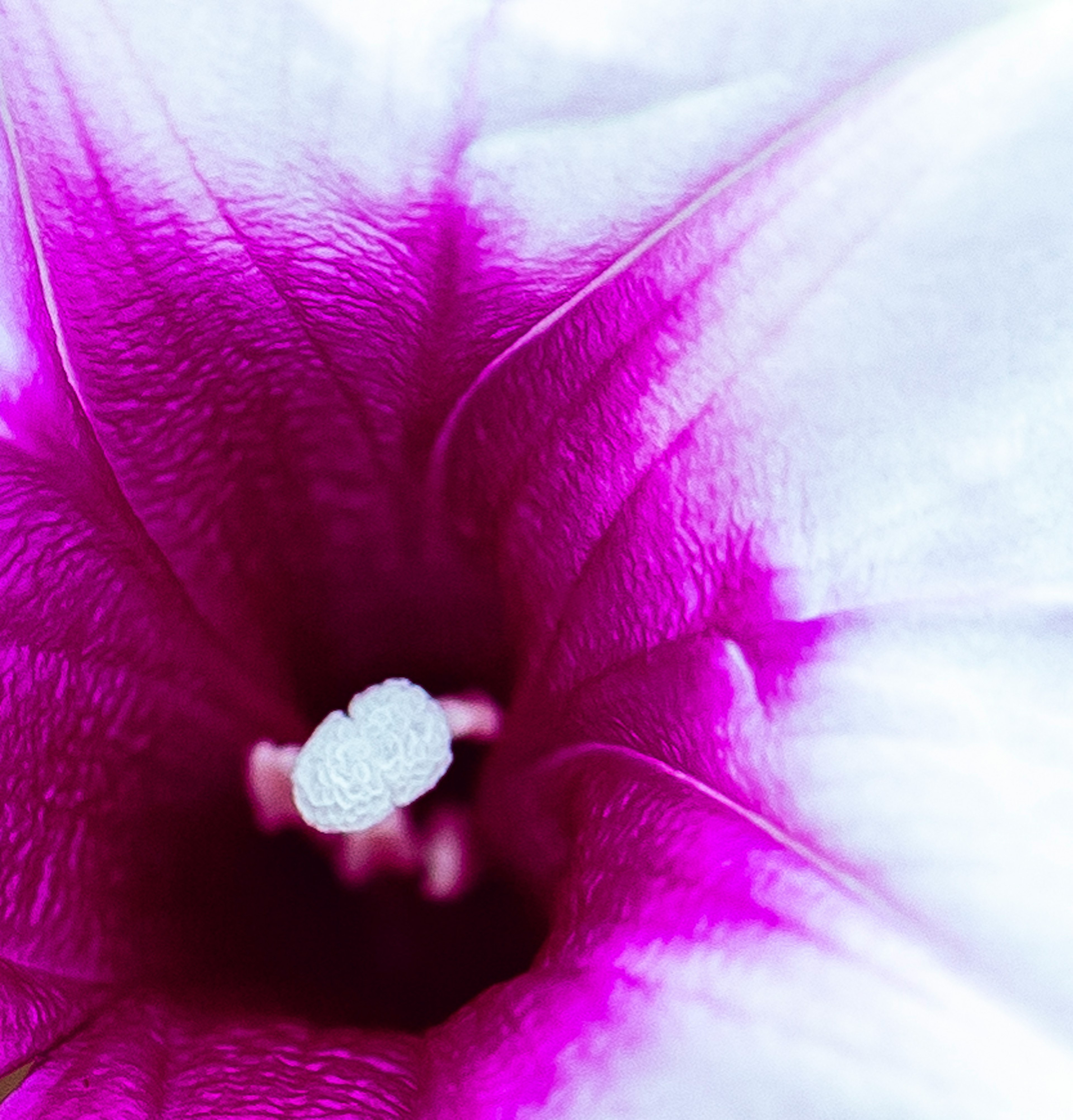 Acercamiento de una flor con pétalos morados y blancos