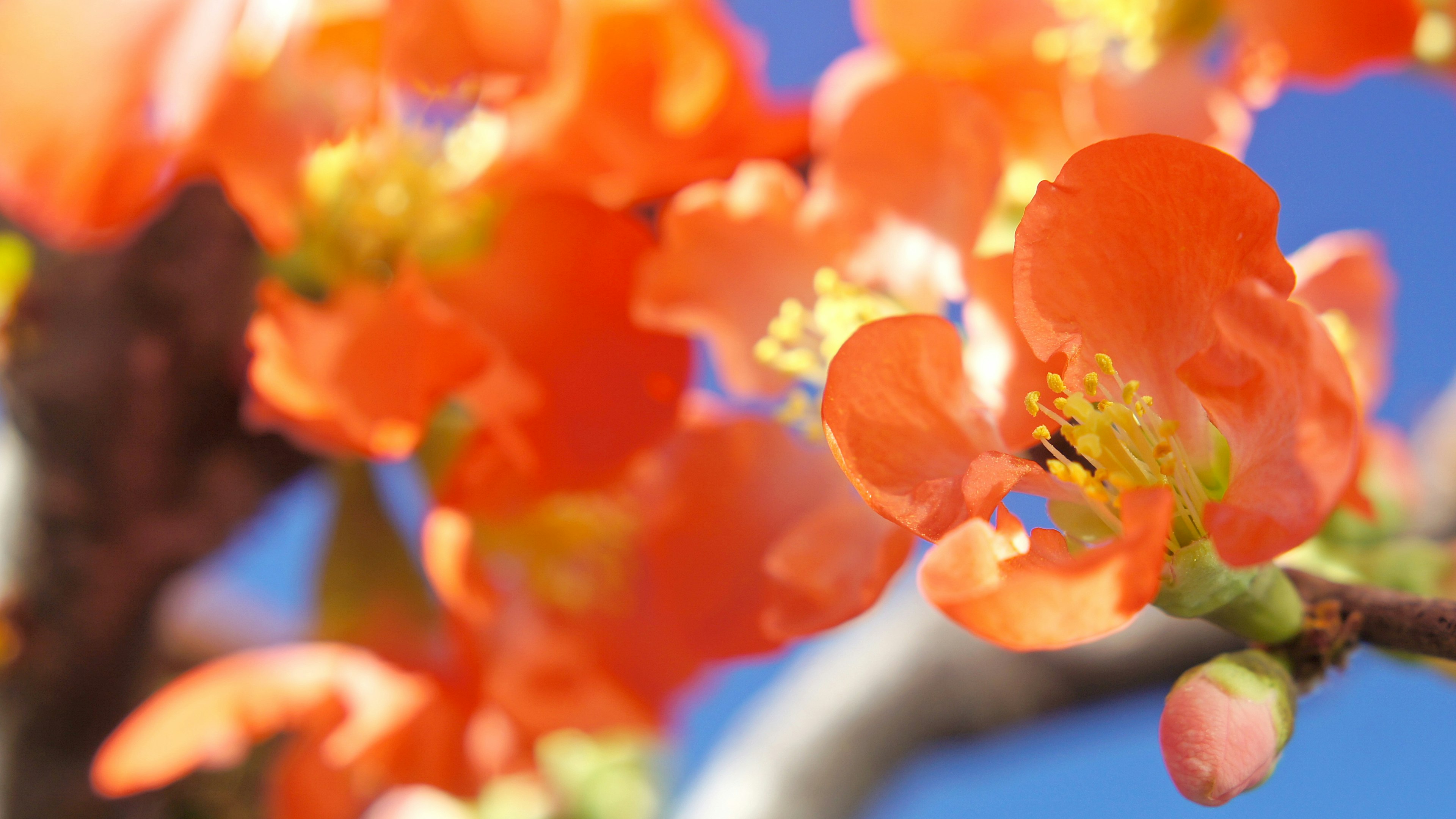 鮮やかなオレンジ色の花が青空の下に咲いている様子