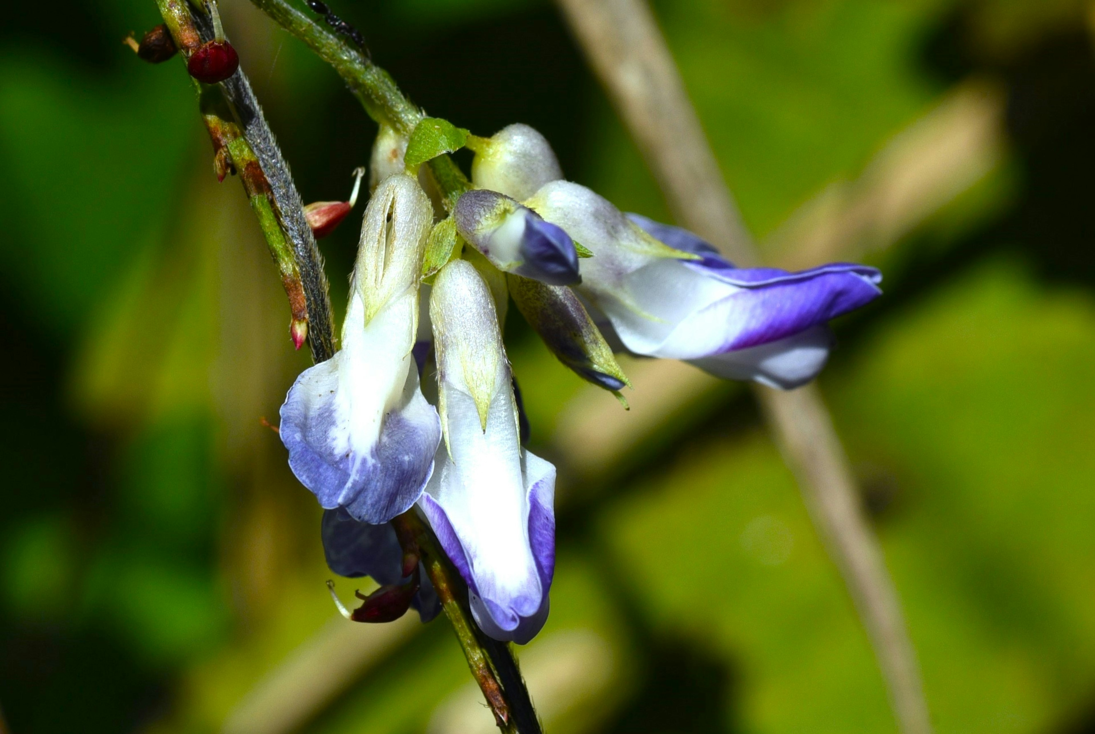 Imagen en primer plano de una planta con flores moradas