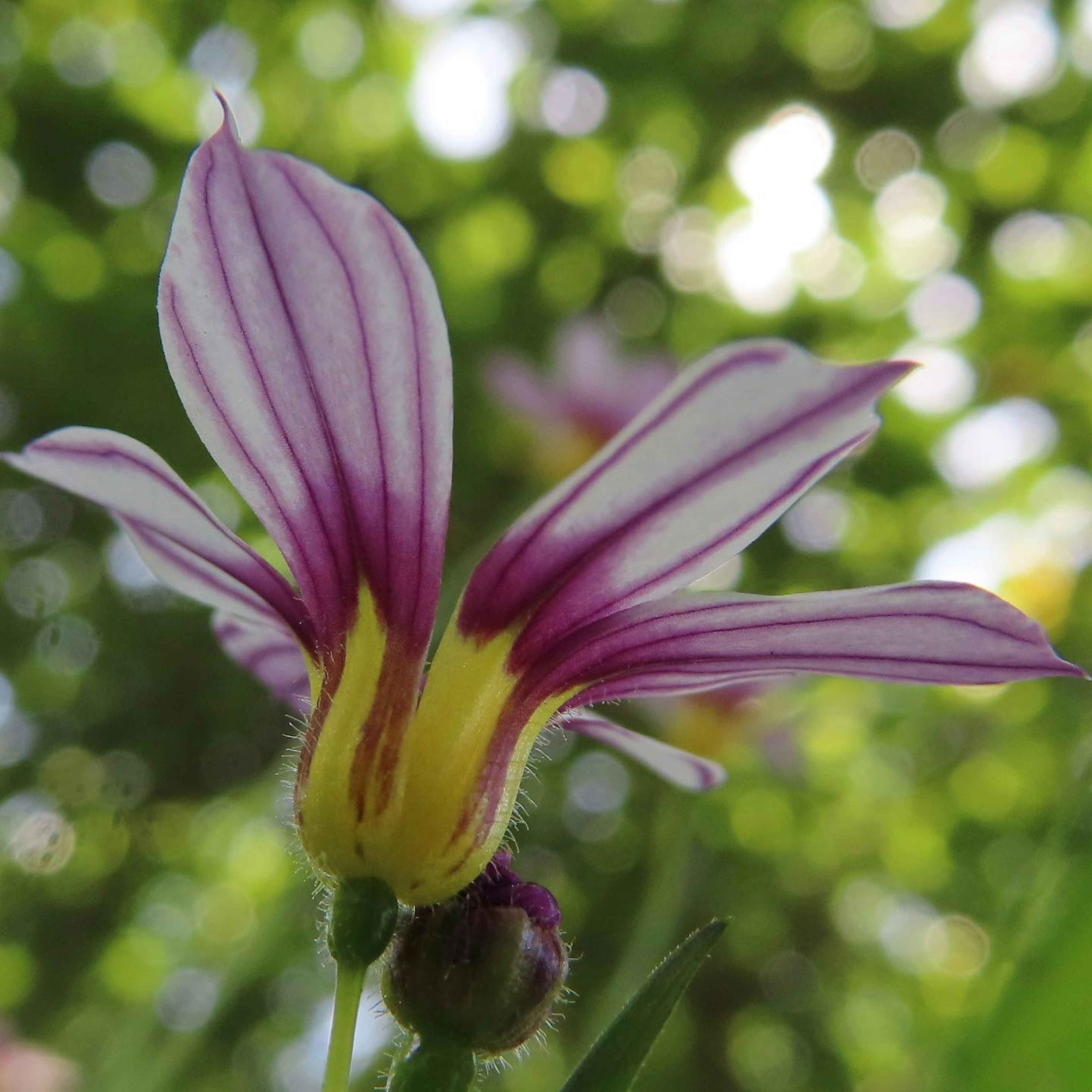 Nahaufnahme einer Blume mit lila und gelben Streifen