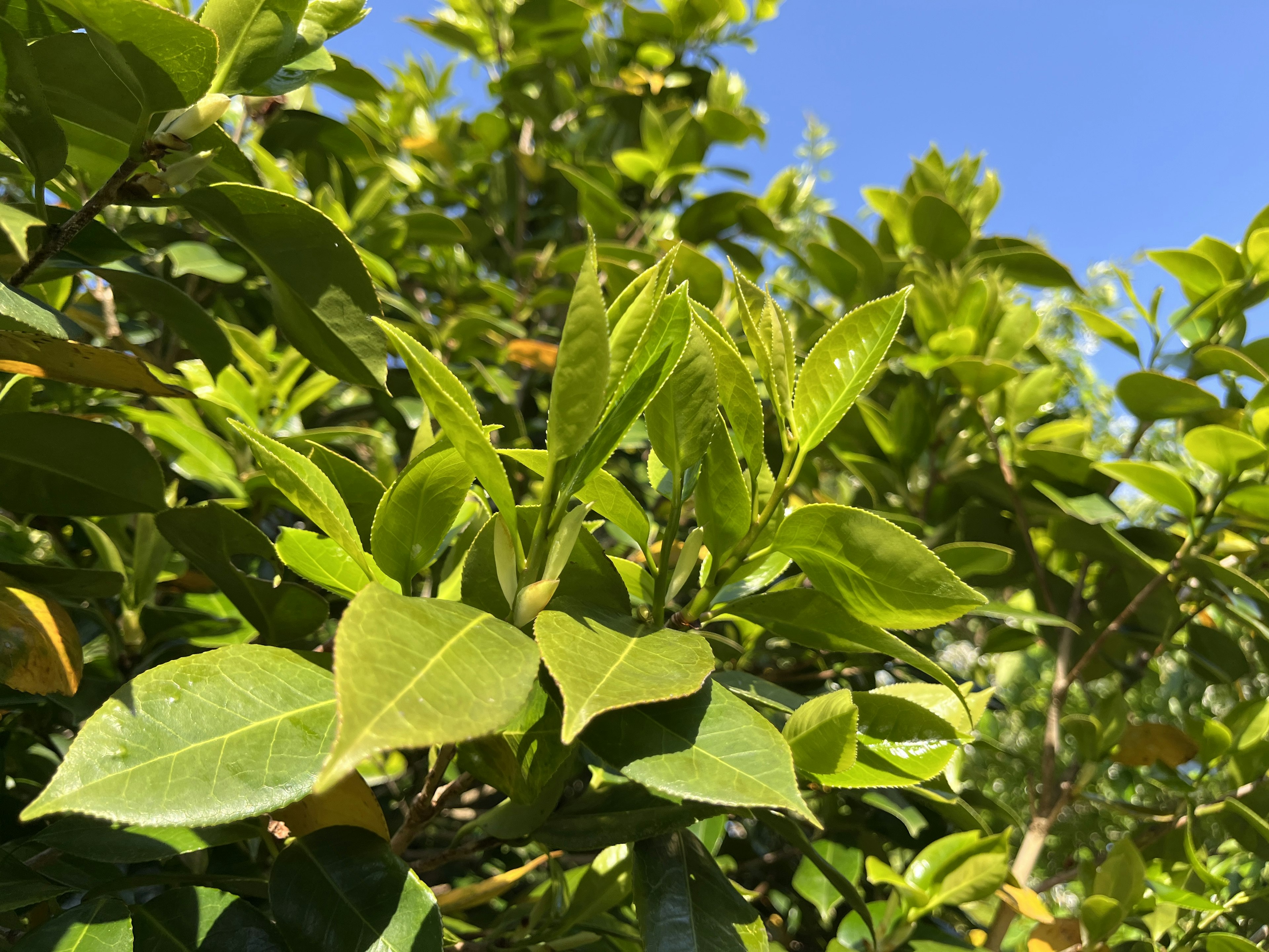 Close-up of green leaves with a clear blue sky in the background