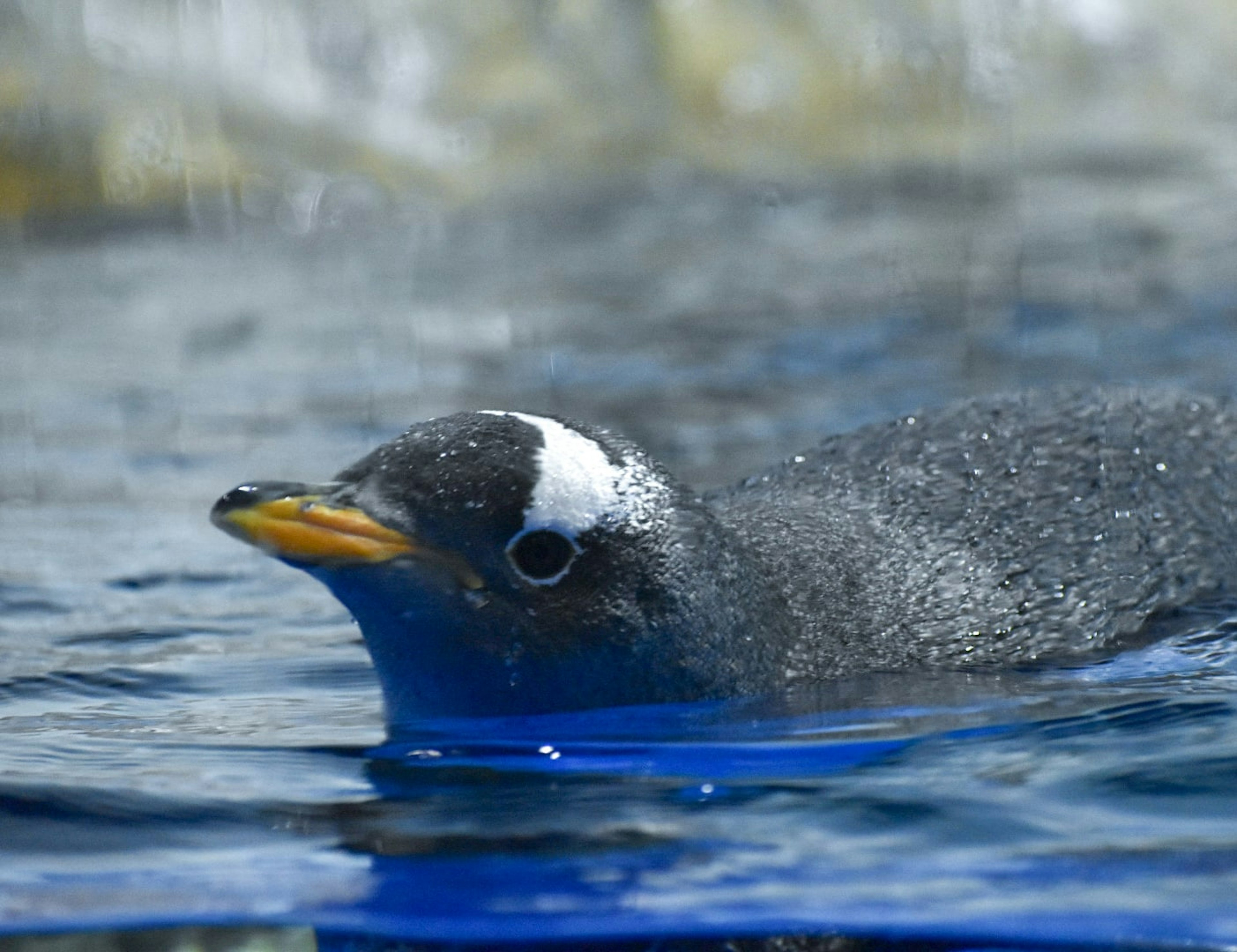 Close-up image of a penguin swimming in water