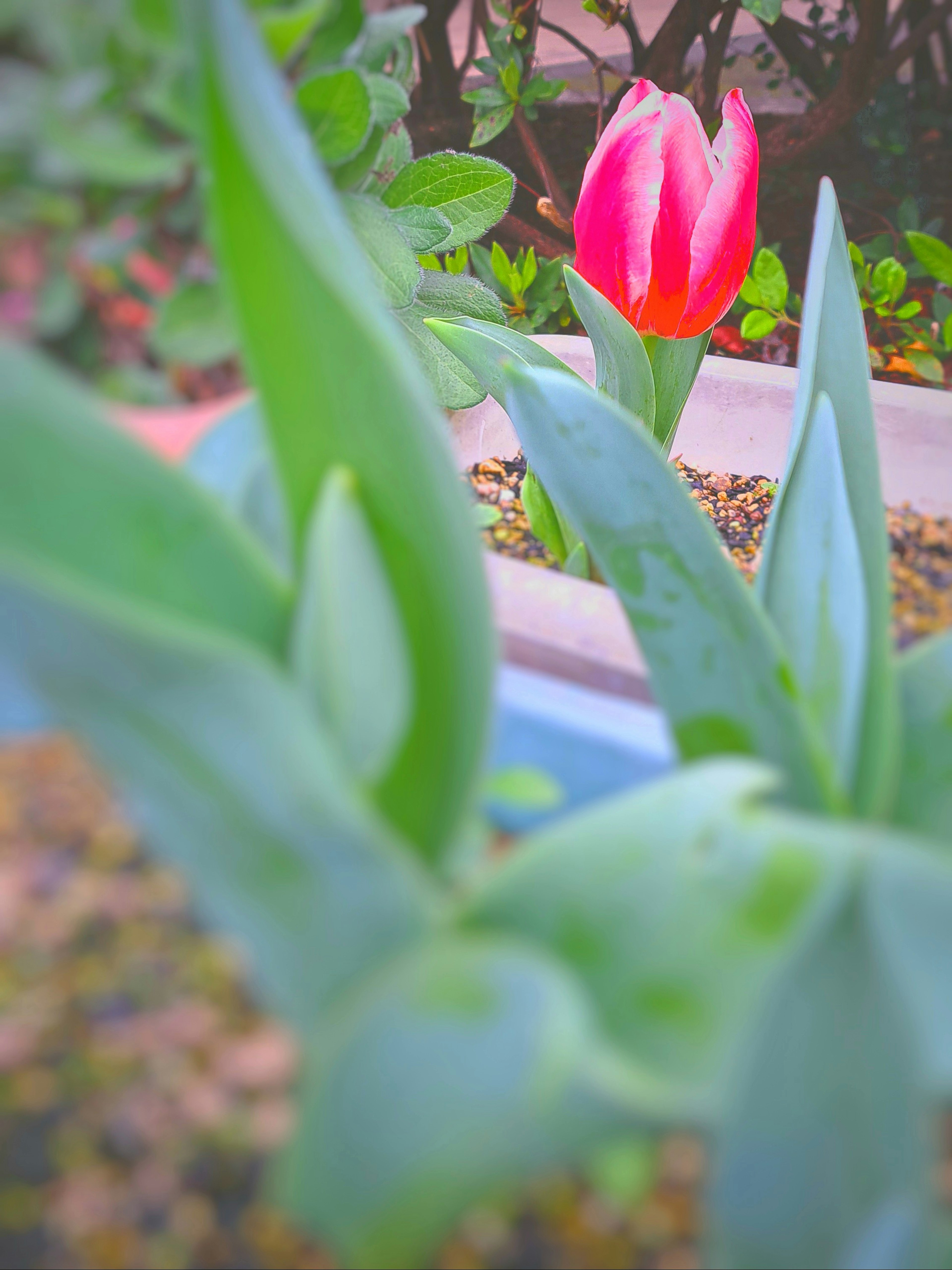 Pink tulip with green leaves in a garden setting