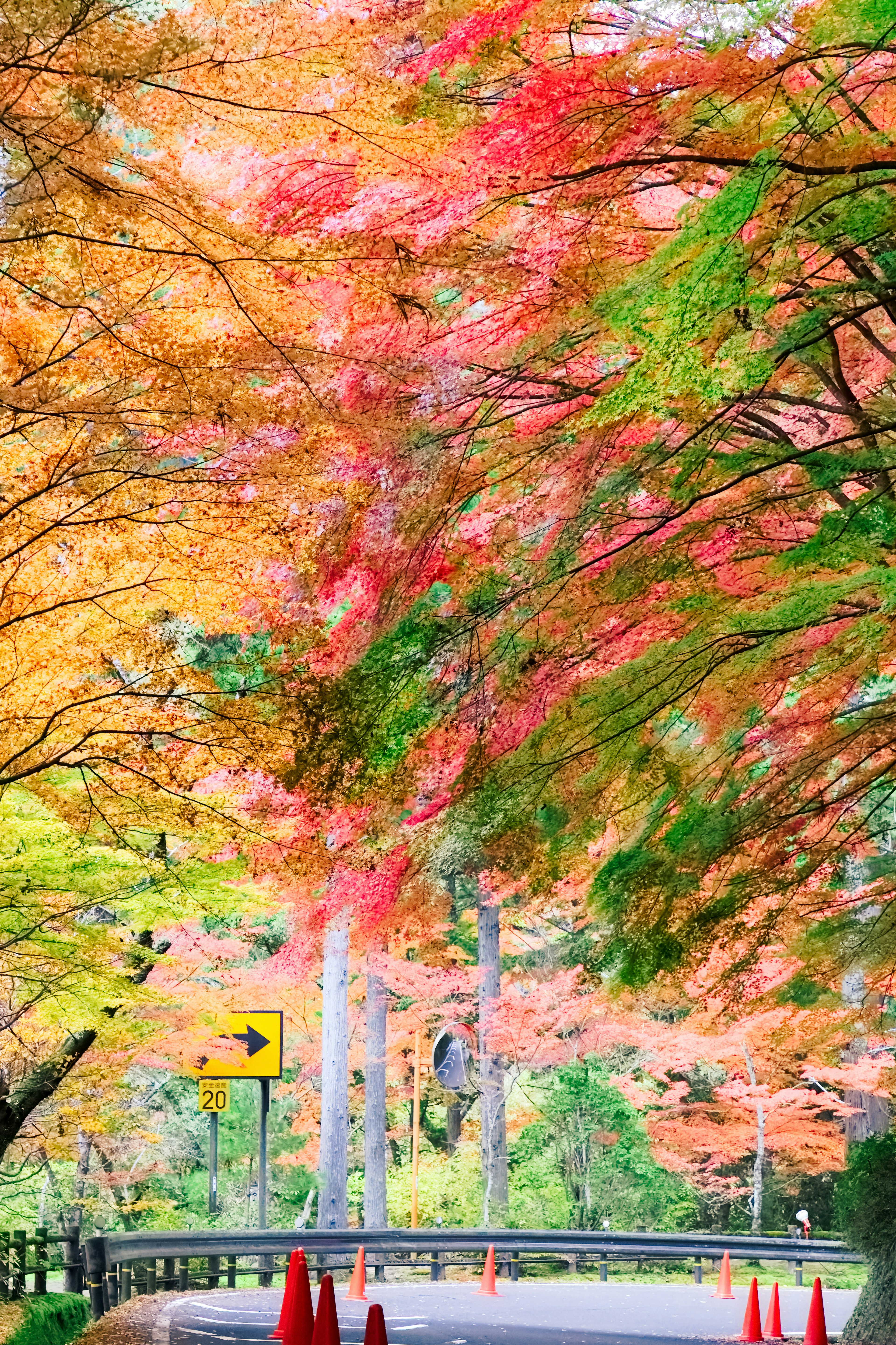 秋の紅葉に囲まれた道路と信号