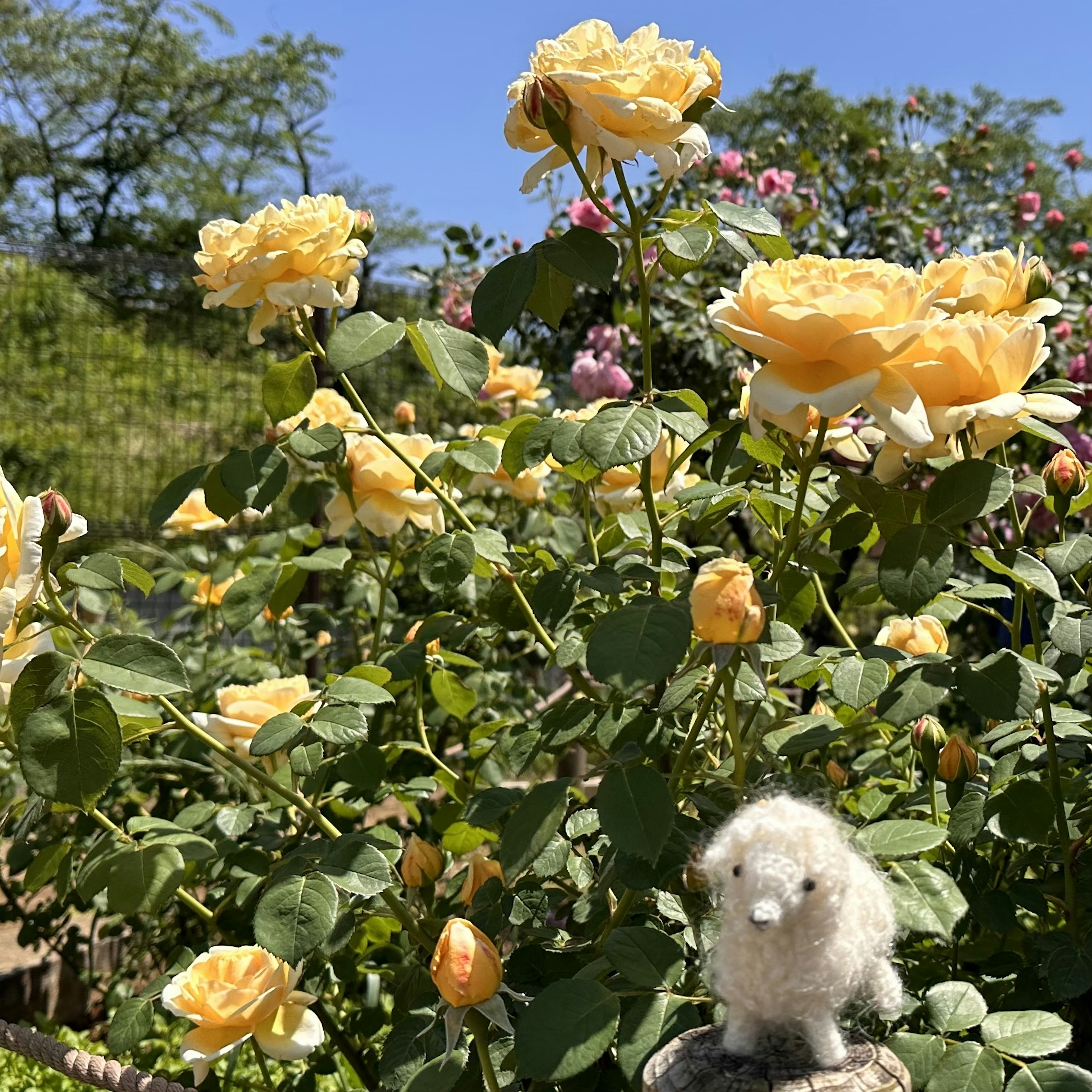 Un petit animal en peluche blanche devant des roses jaunes