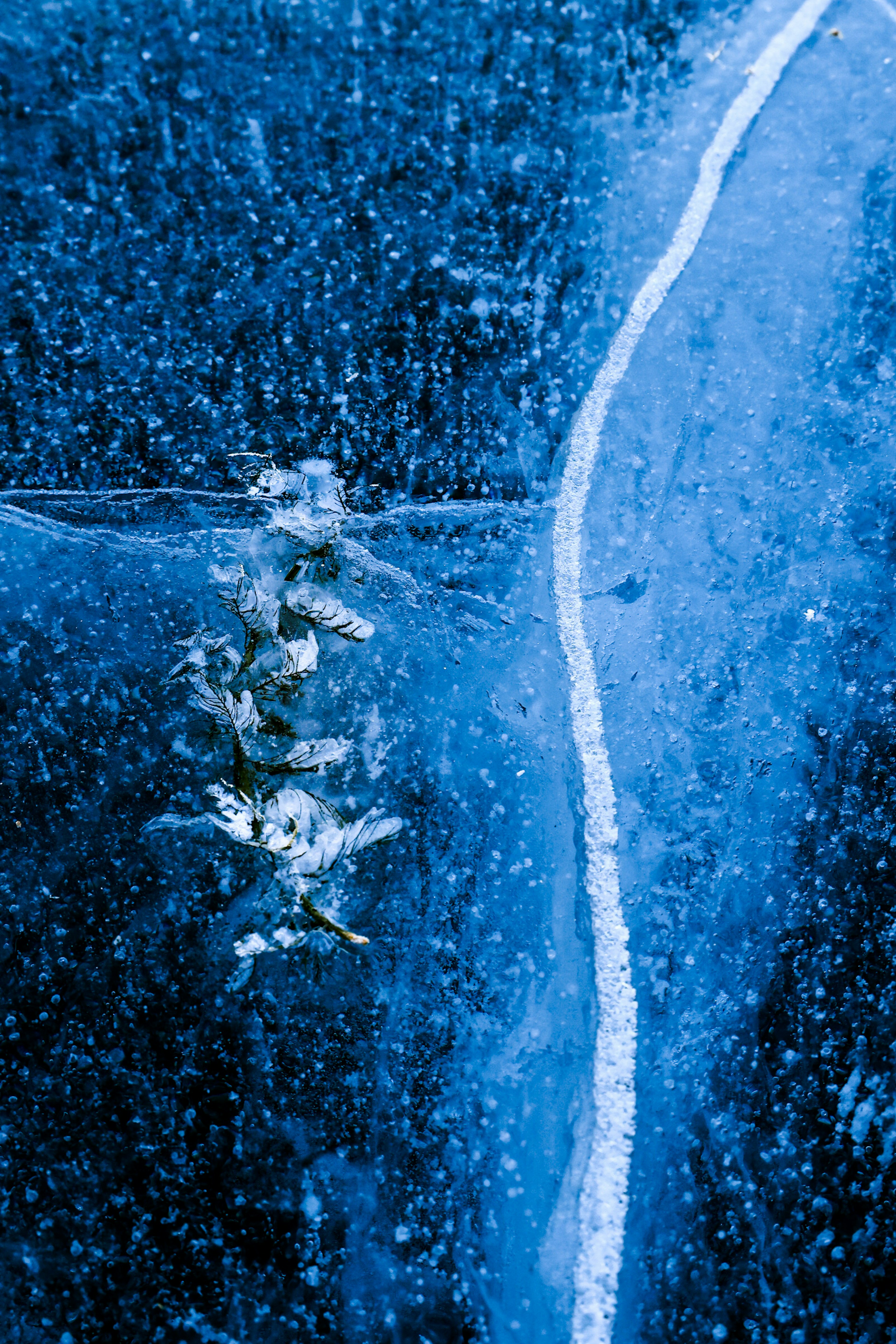 Imagen de tallos de plantas incrustados en hielo azul