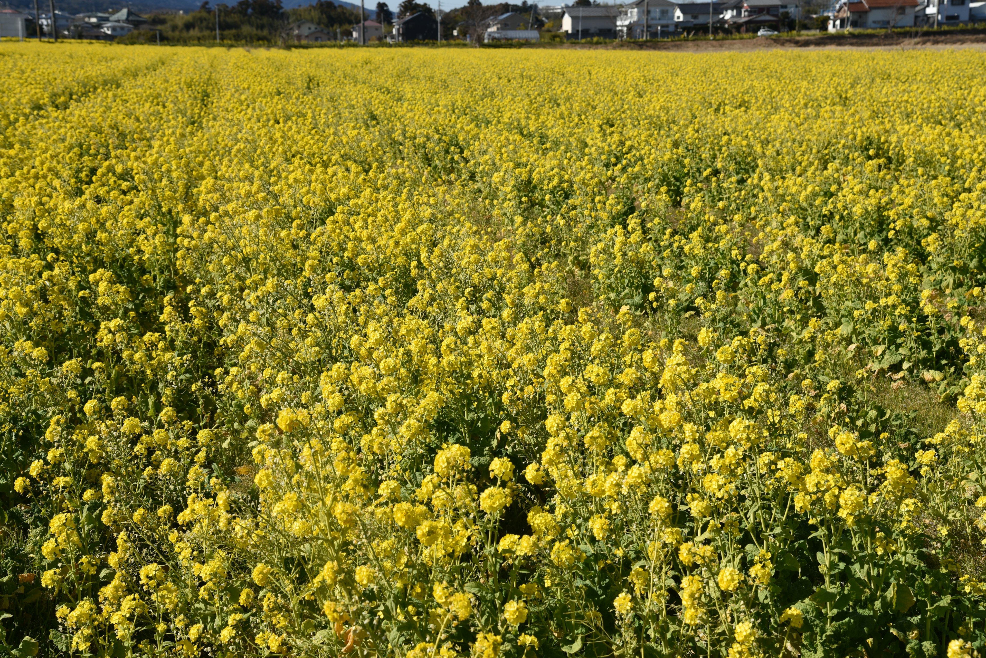 Vibrante campo de flores de colza amarillas bajo un cielo despejado