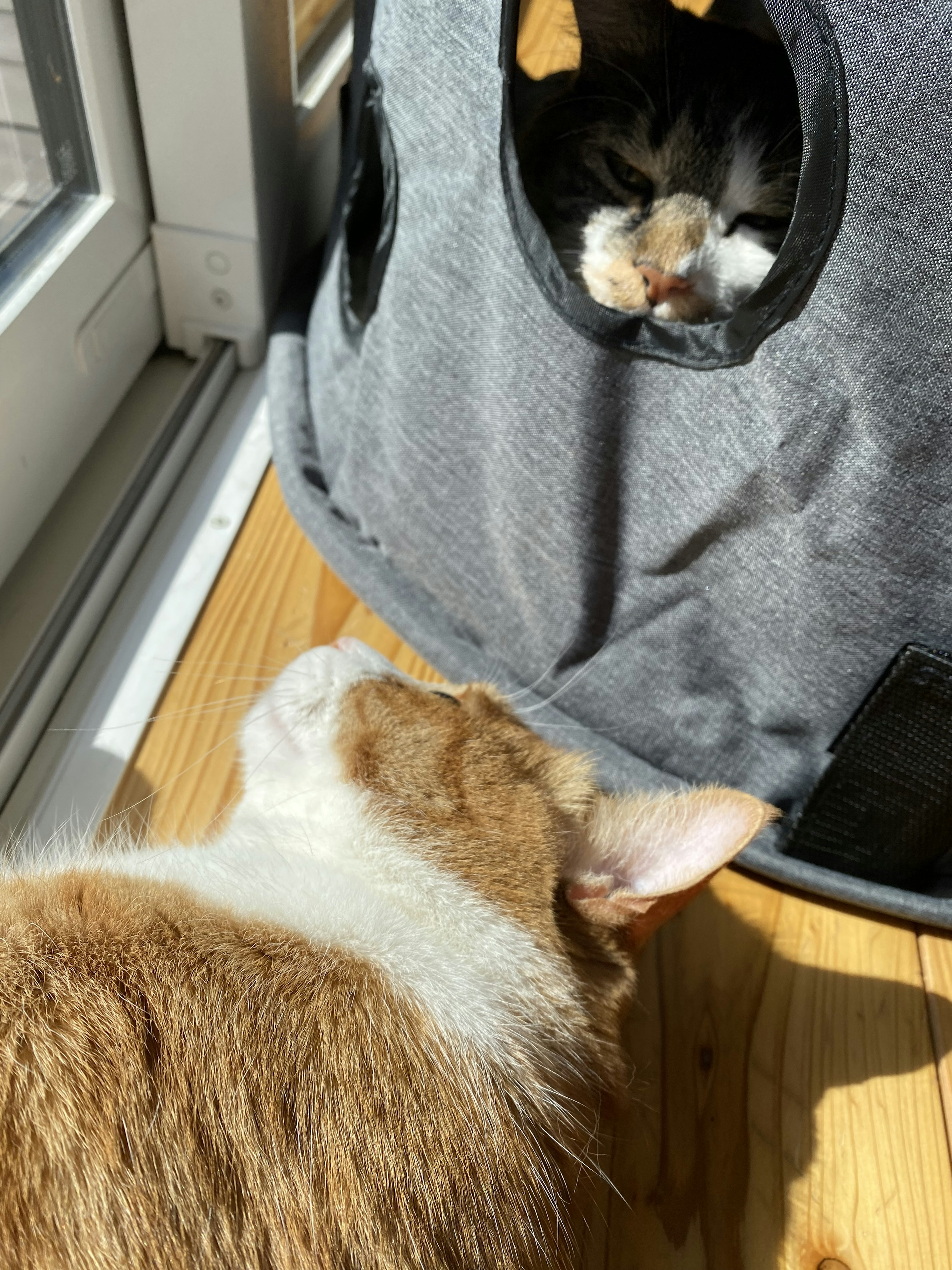 A cat peeking out from a cat house while another cat is nearby