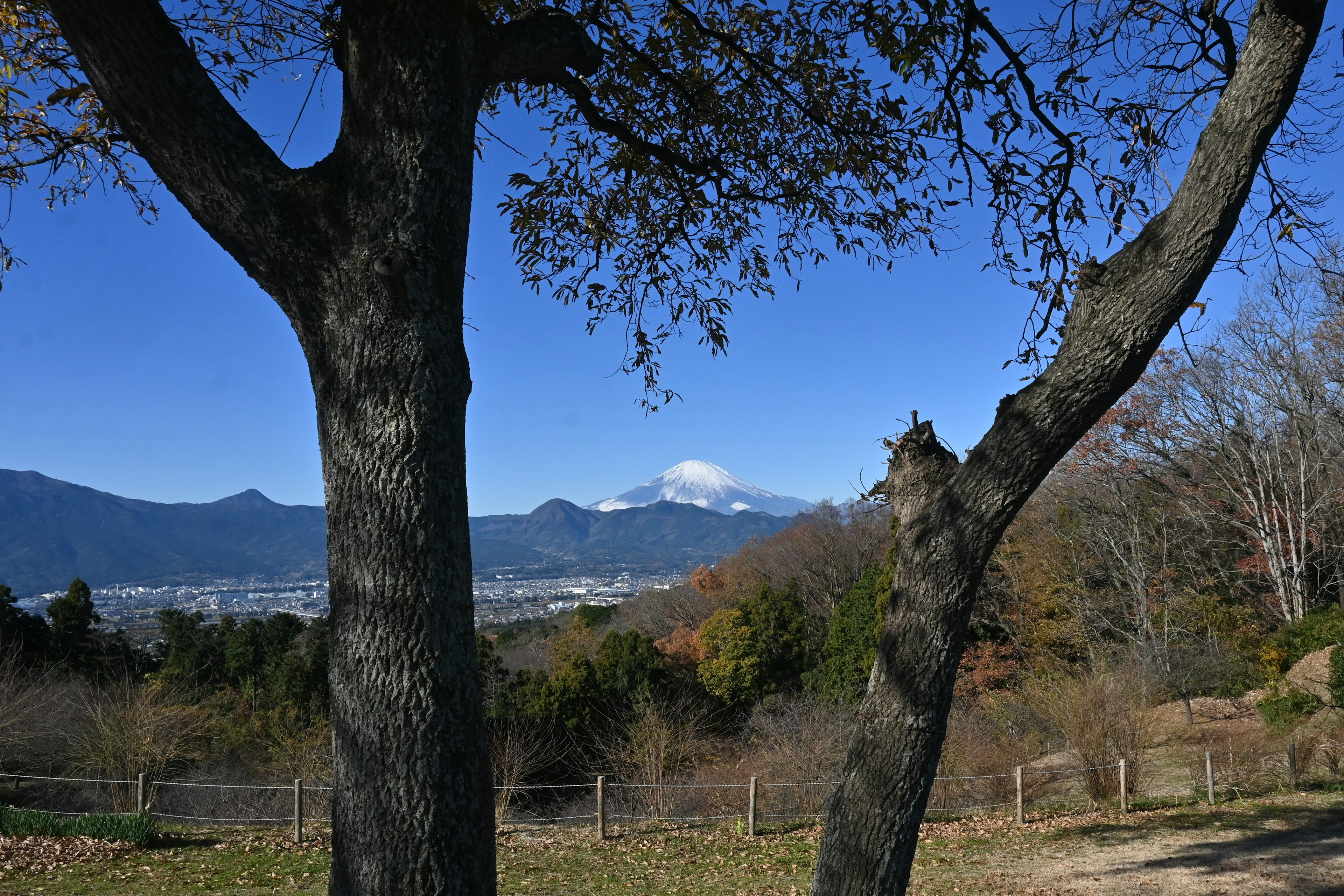 青空の下に立つ二本の木の間から見える雪をかぶった山