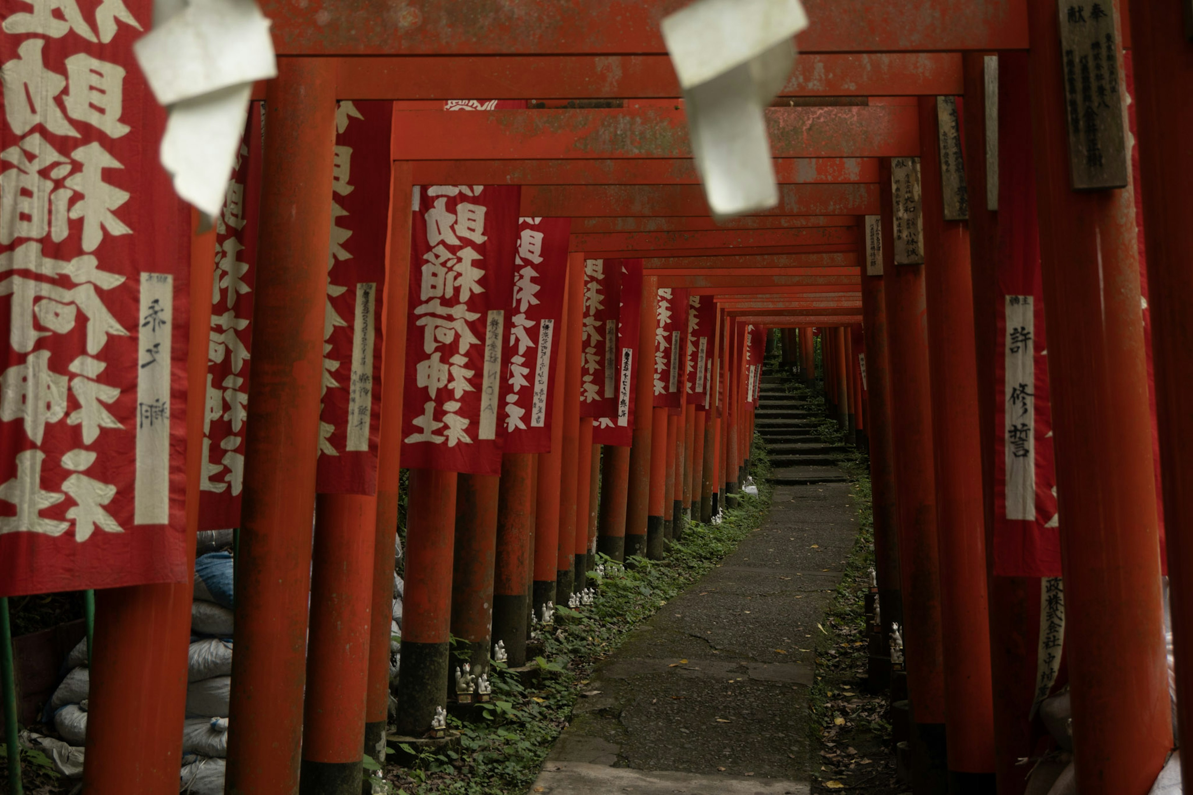 Terowongan gerbang torii merah dengan shide putih yang menggantung