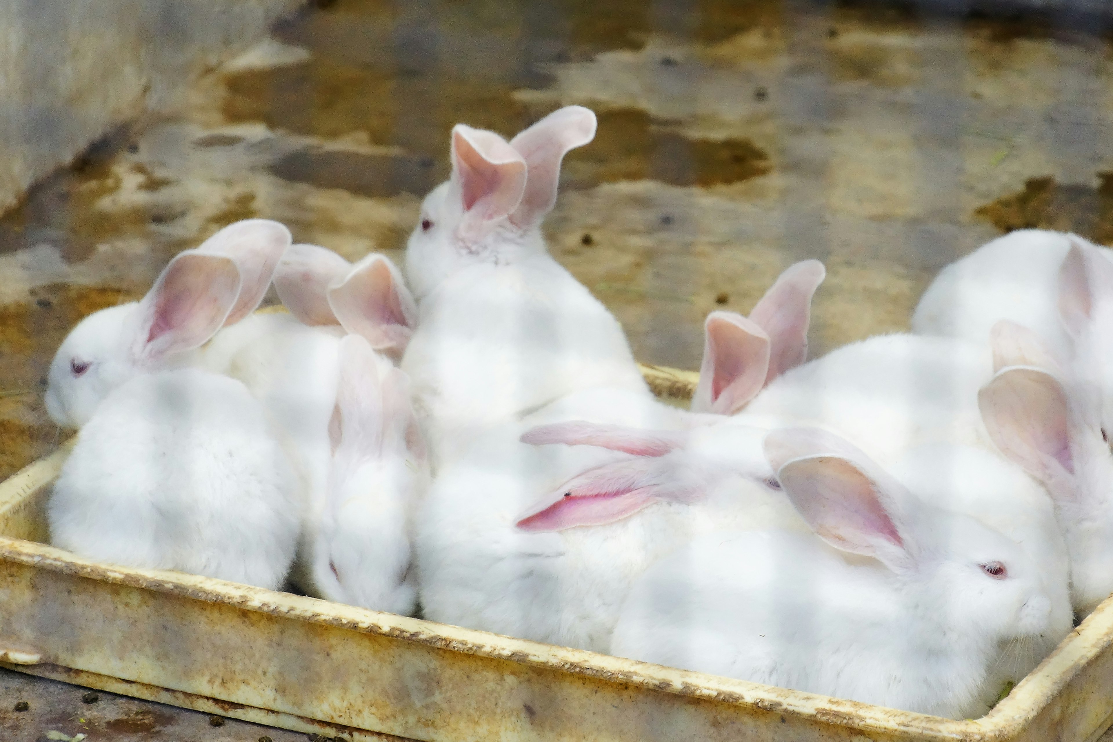 Group of white rabbits resting together in a tray